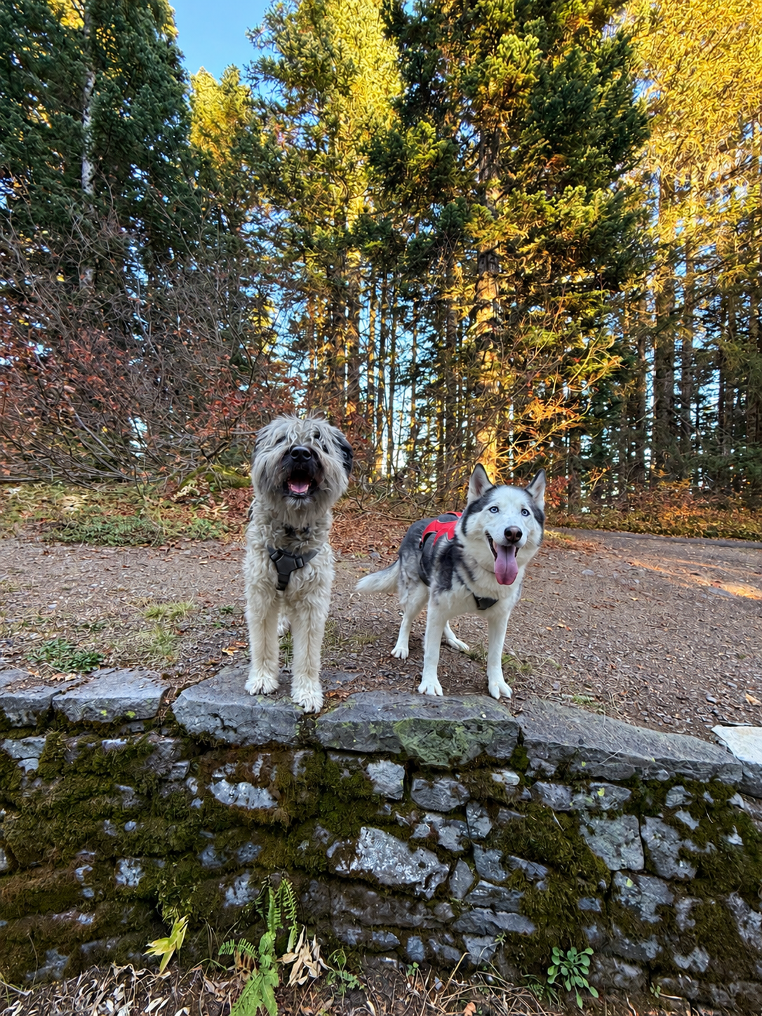 Bri and Dina together by a stone wall on a woodland adventure