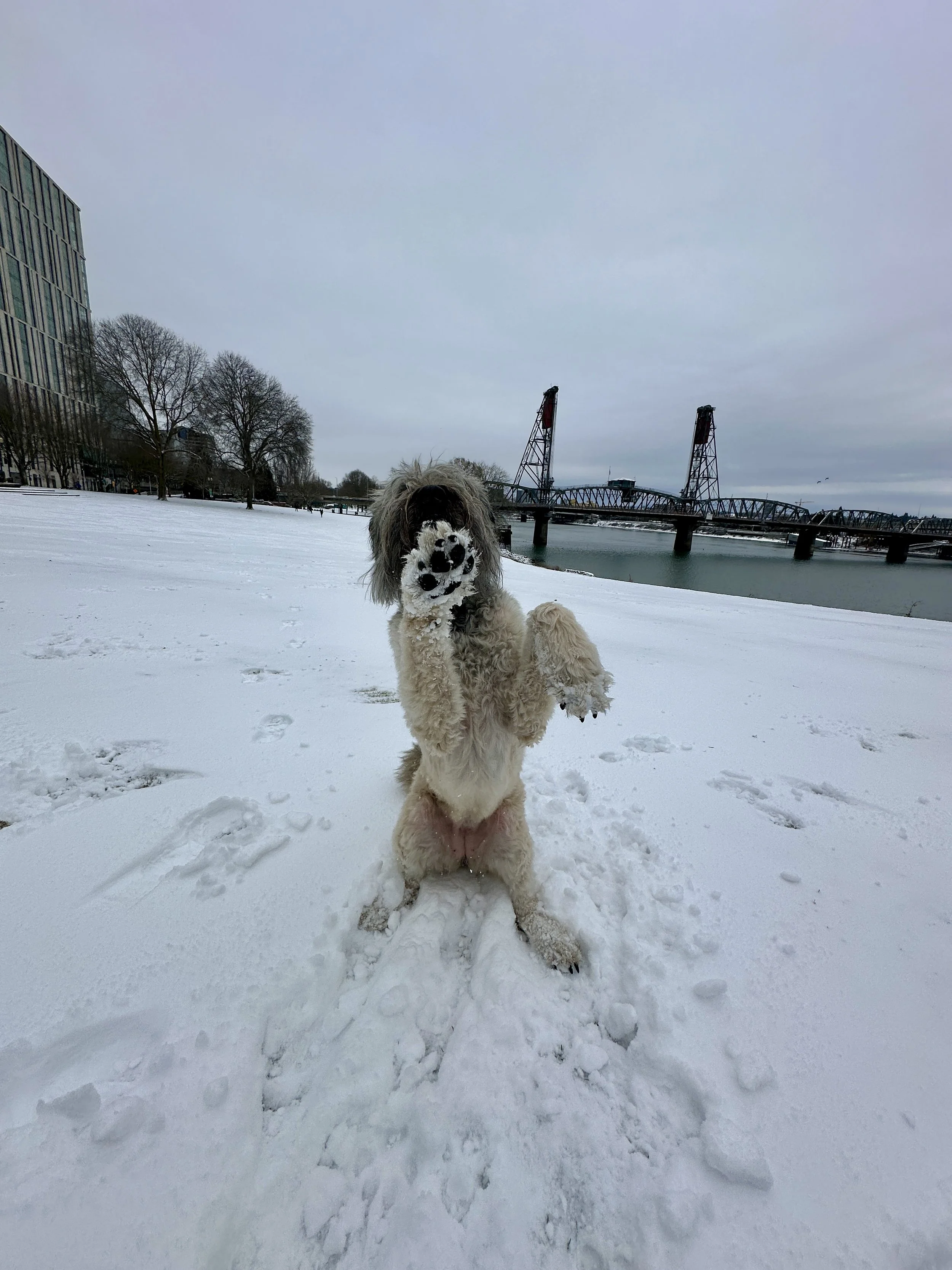 Bri playing in the snow beside the river