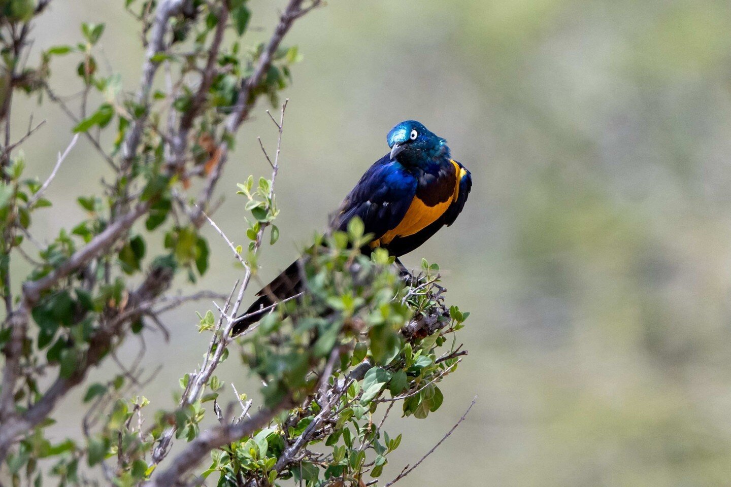 The Golden-breasted Starling is one of our favourite birds. Its iridescent colours are just breathtaking. ⁠
⁠
📸@pj_hicks⁠
⁠
⁠
#birds #bird #nature #wildlife #birdphotography #naturephotography #birdwatching #birdlovers #birding ⁠
#Wilderness #Laikip