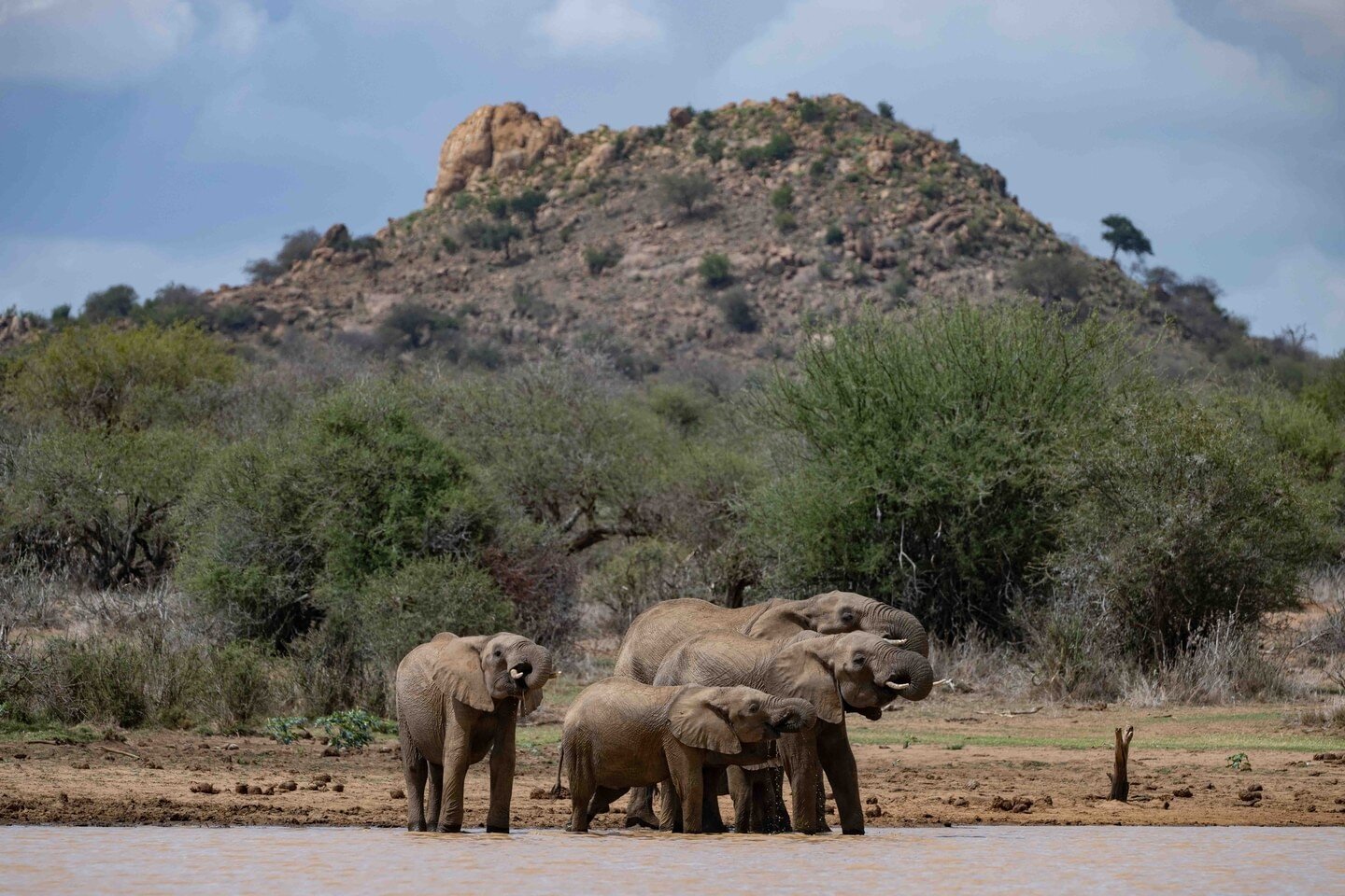 Elephants live in tightly-bonded female-led herds. This is led by the oldest and often largest female in the herd called a matriarch. We often enjoy sitting at dams and watching the different herds take their turn to drink. What better way to spend a