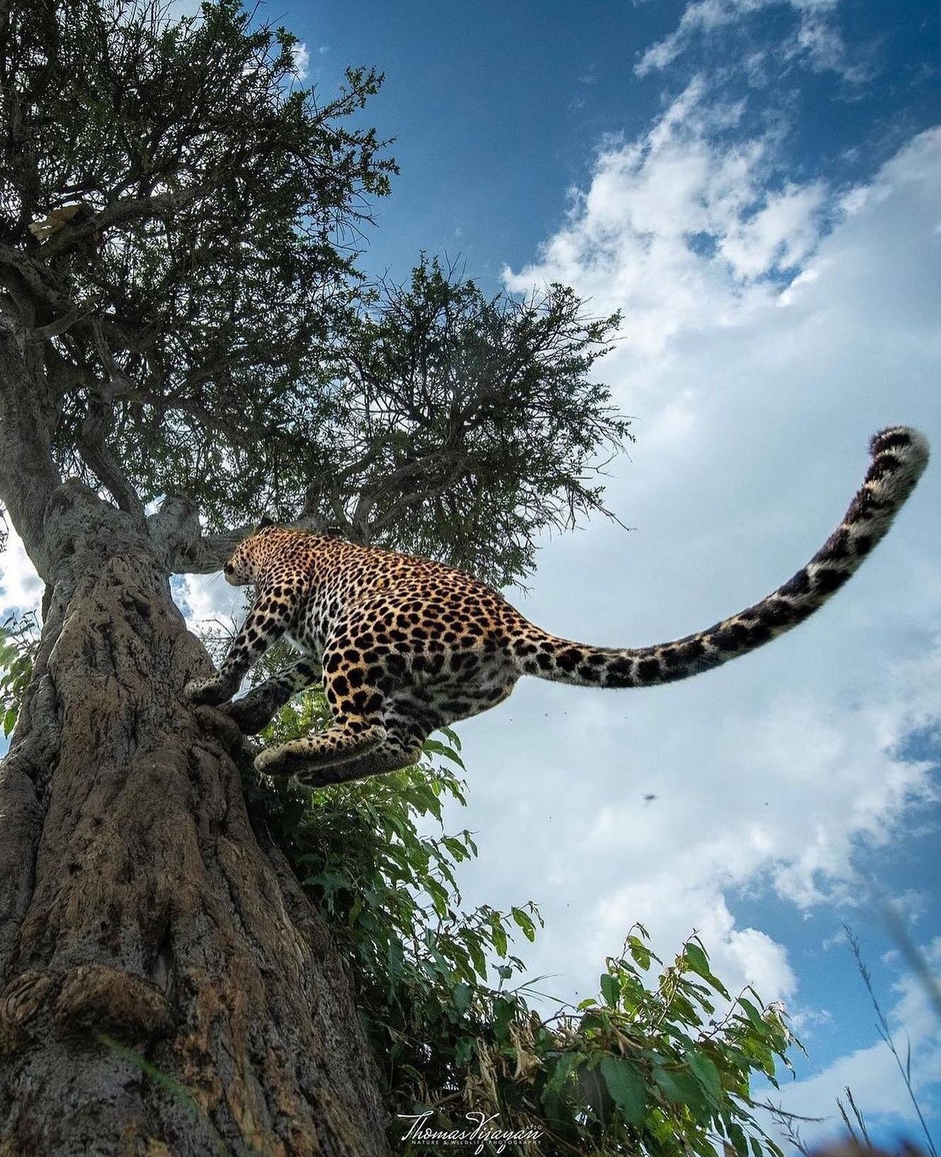 A different perspective of a leopard shot - it took 28 days to create by @thomasvijayan.

#Leopard #LoveLaikipia #Wildlife #Safari #Wilderness #IamaTraveler @lovelaikipia