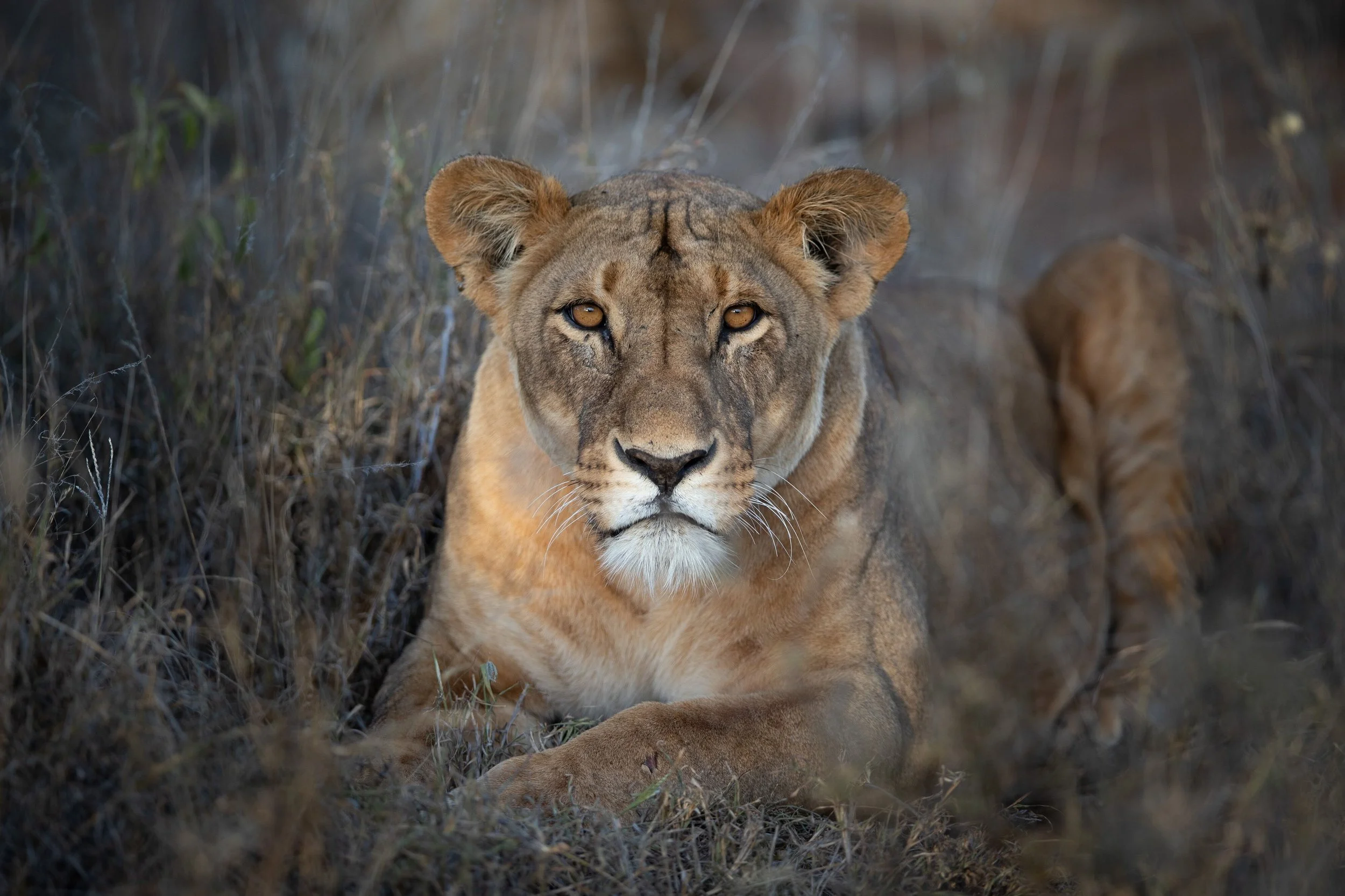 LWC_WillB_Female lion.jpeg