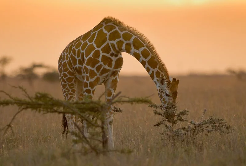 LWC_Reticulated Giraffe eating.jpg