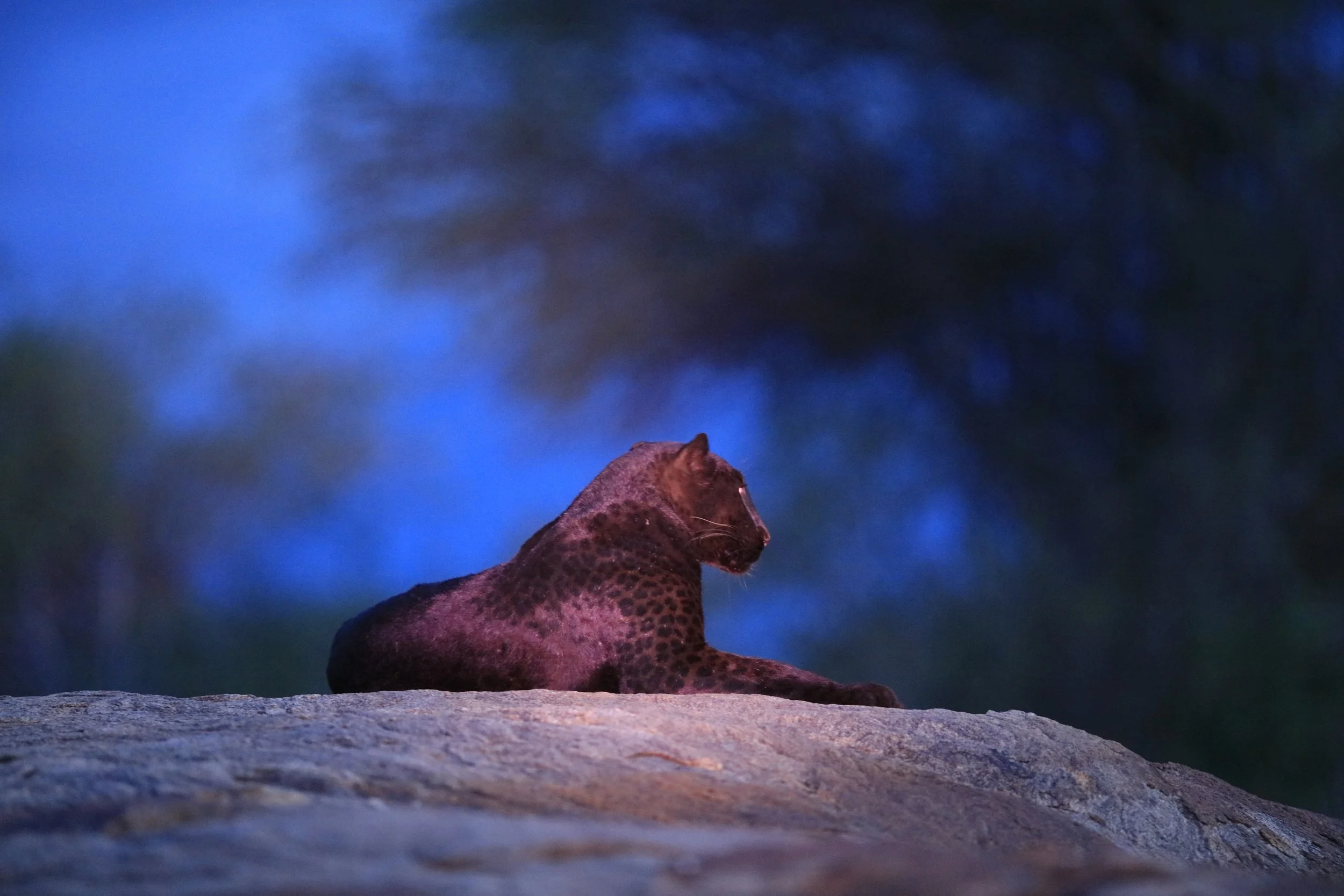 Black Leopard — Lakipia Wilderness