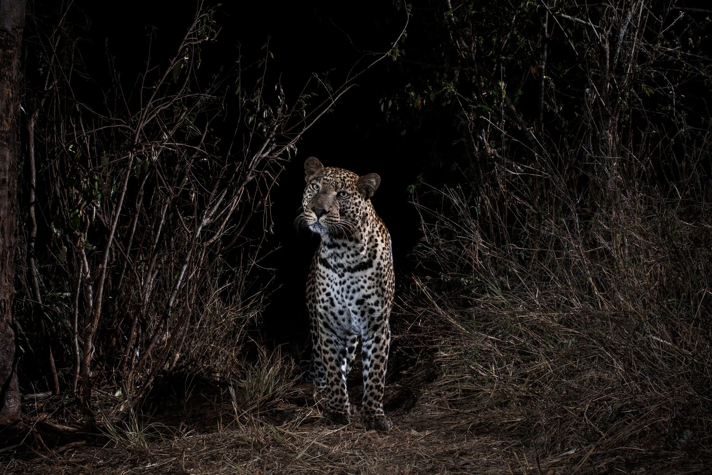 LWC_WillB_Leopard walking on a path.jpeg