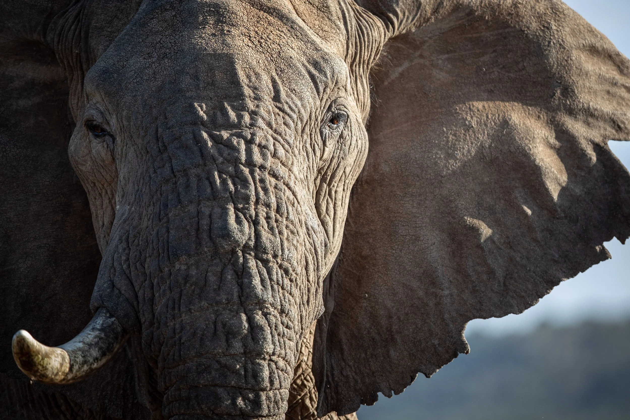 LWC_WillB_Ellie, face profile.jpeg