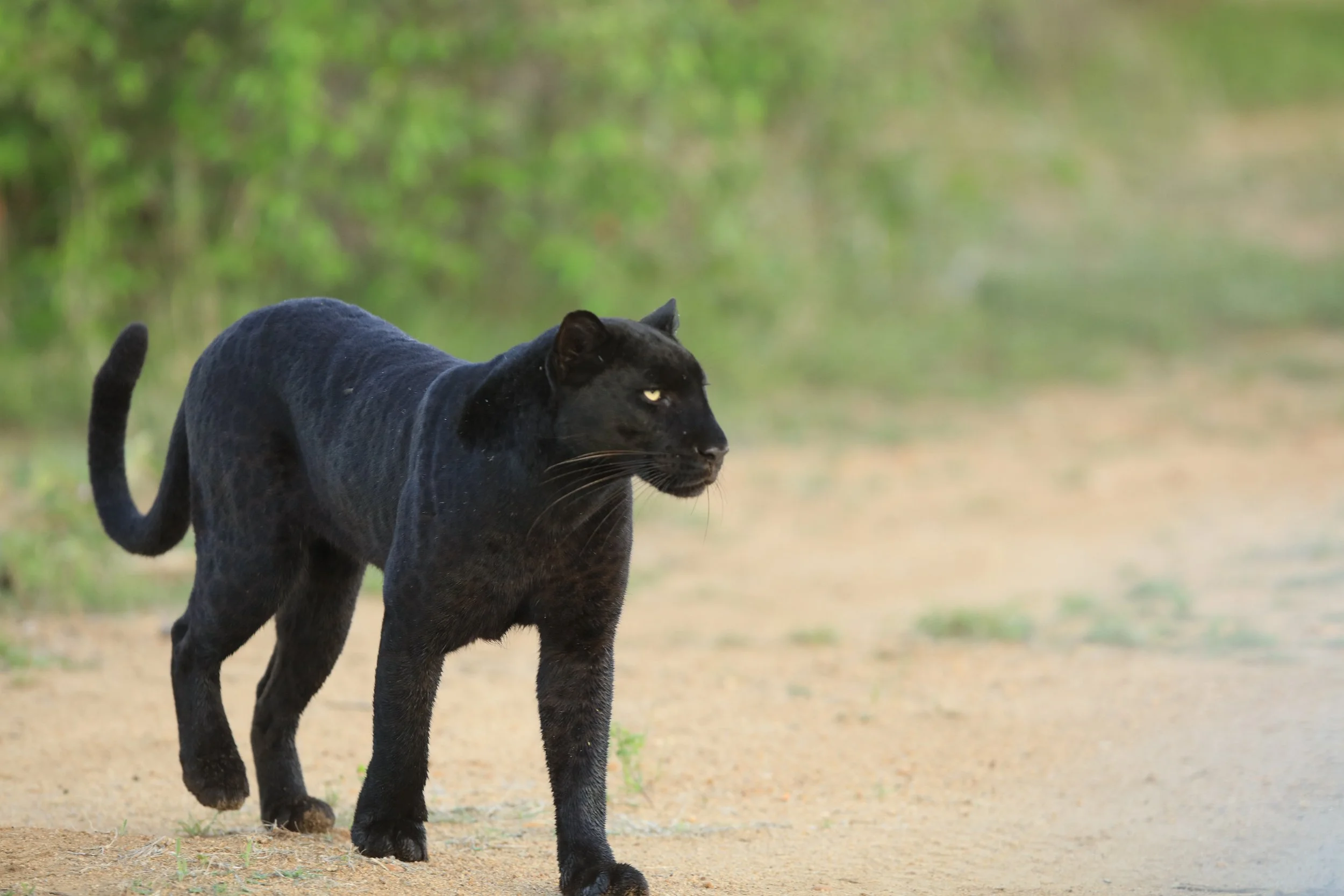 Black Leopard Lakipia Wilderness