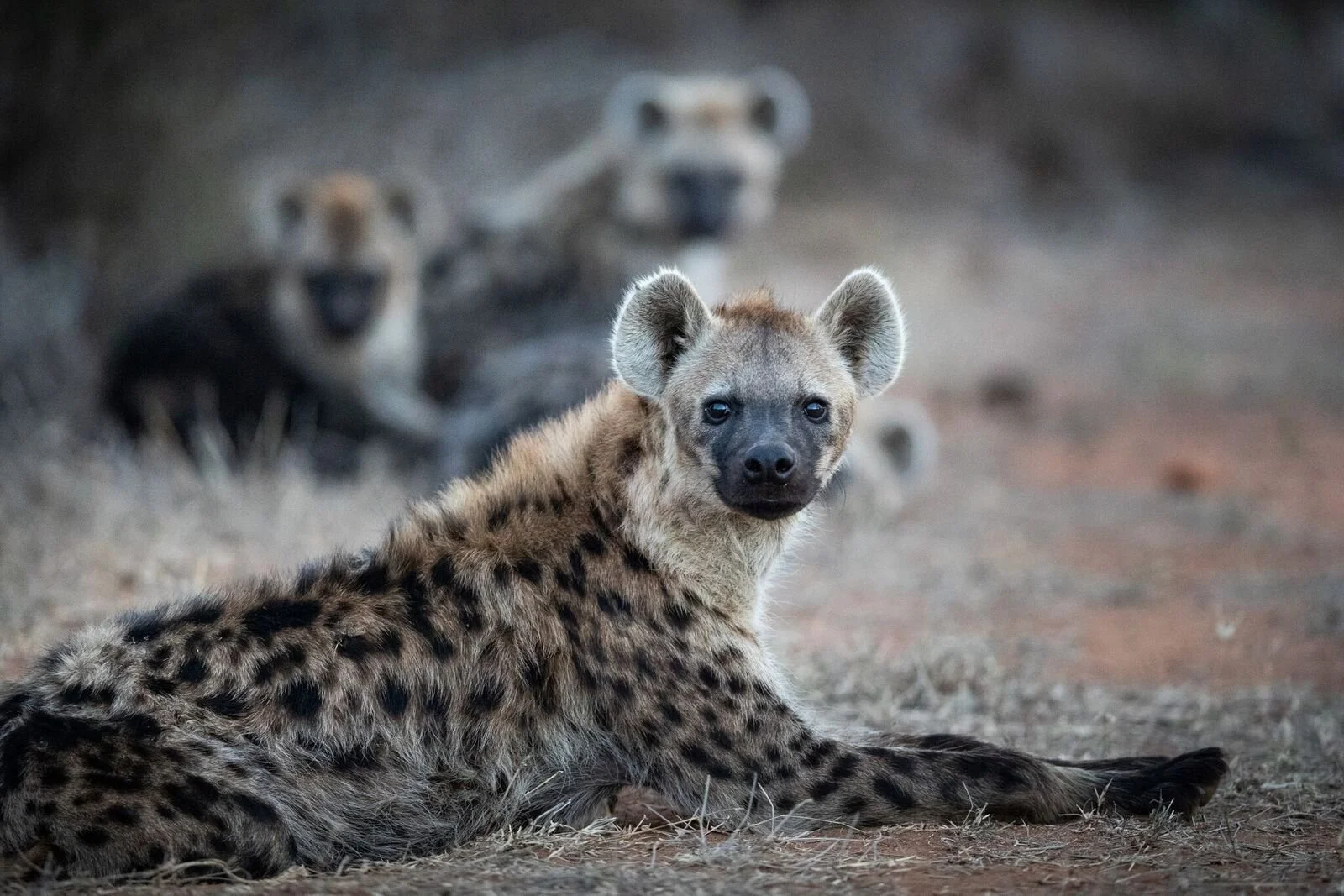 LWC_WillB_Spotted hyenas resting.jpeg