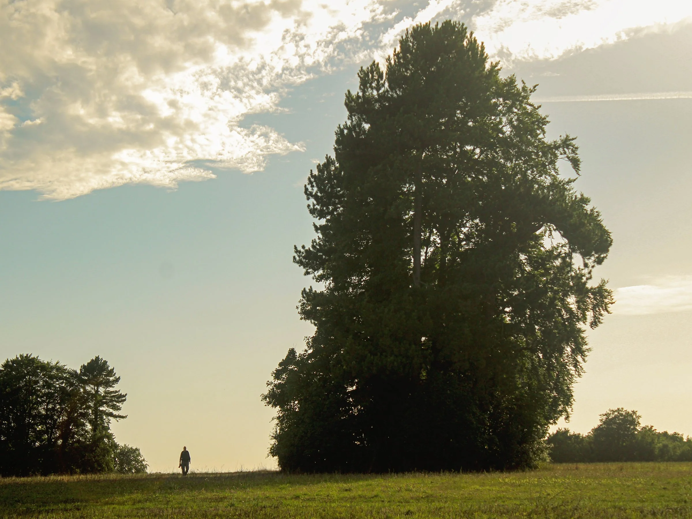 big tree little man.jpg