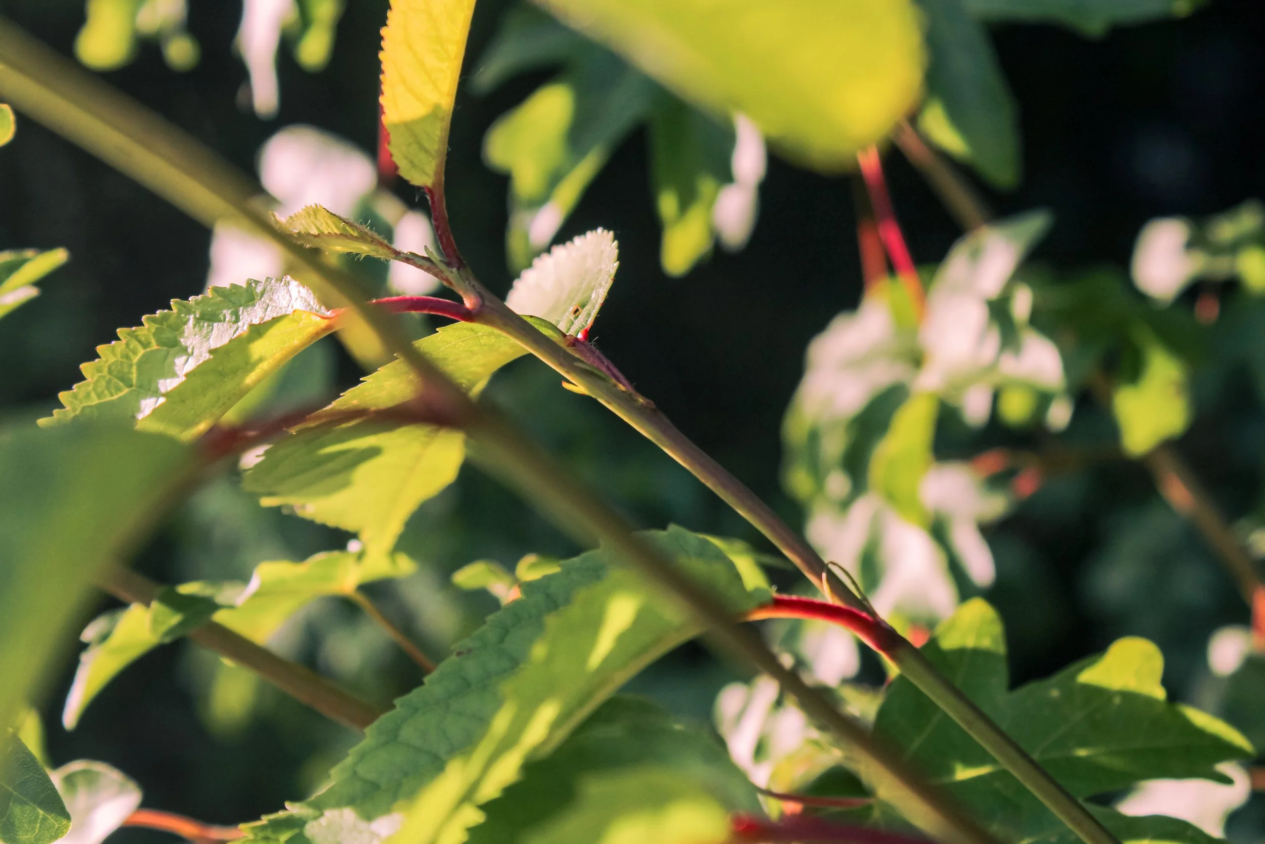 for the website-3.jpg