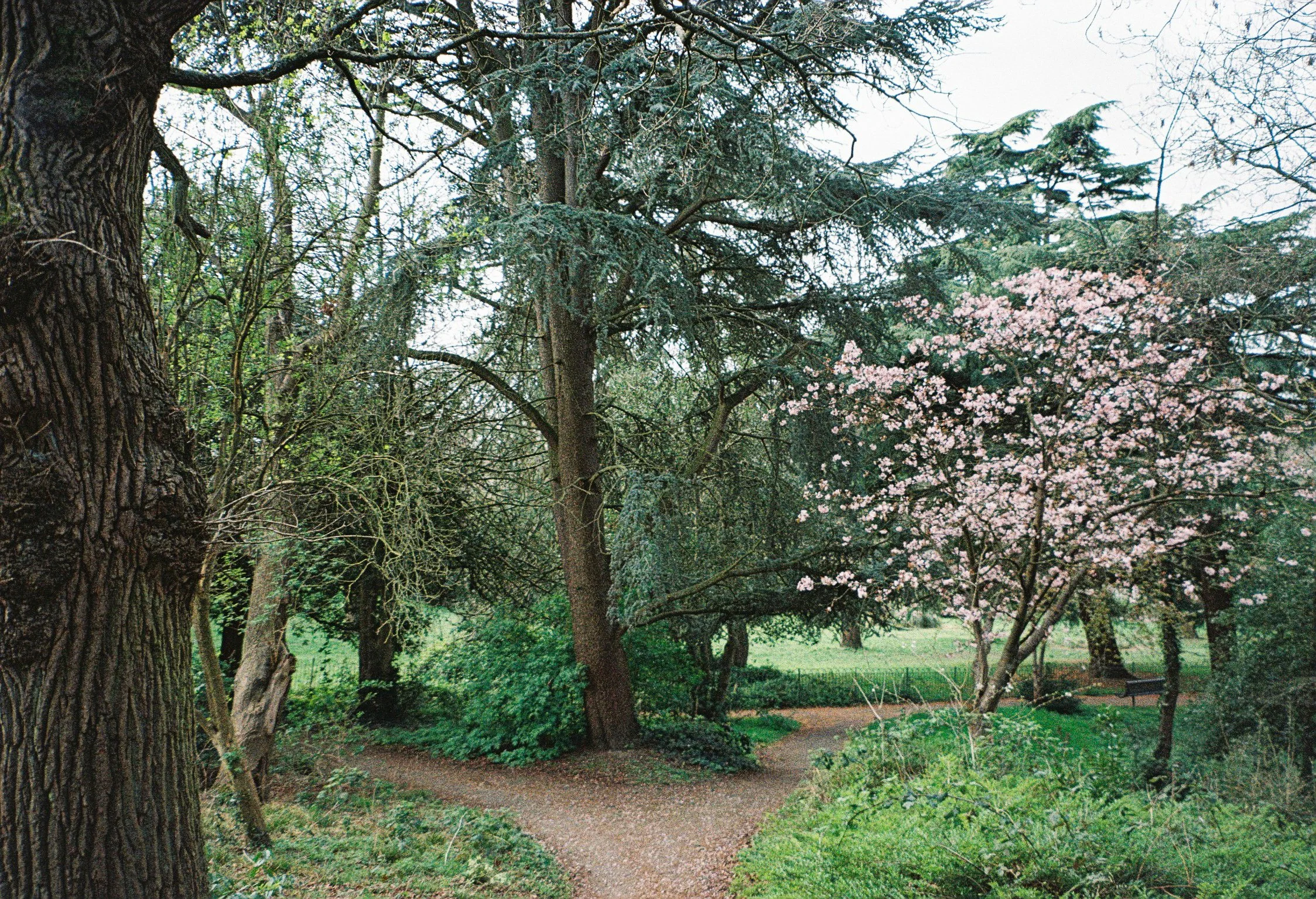 Blooming in the Right Path — Limited Edition