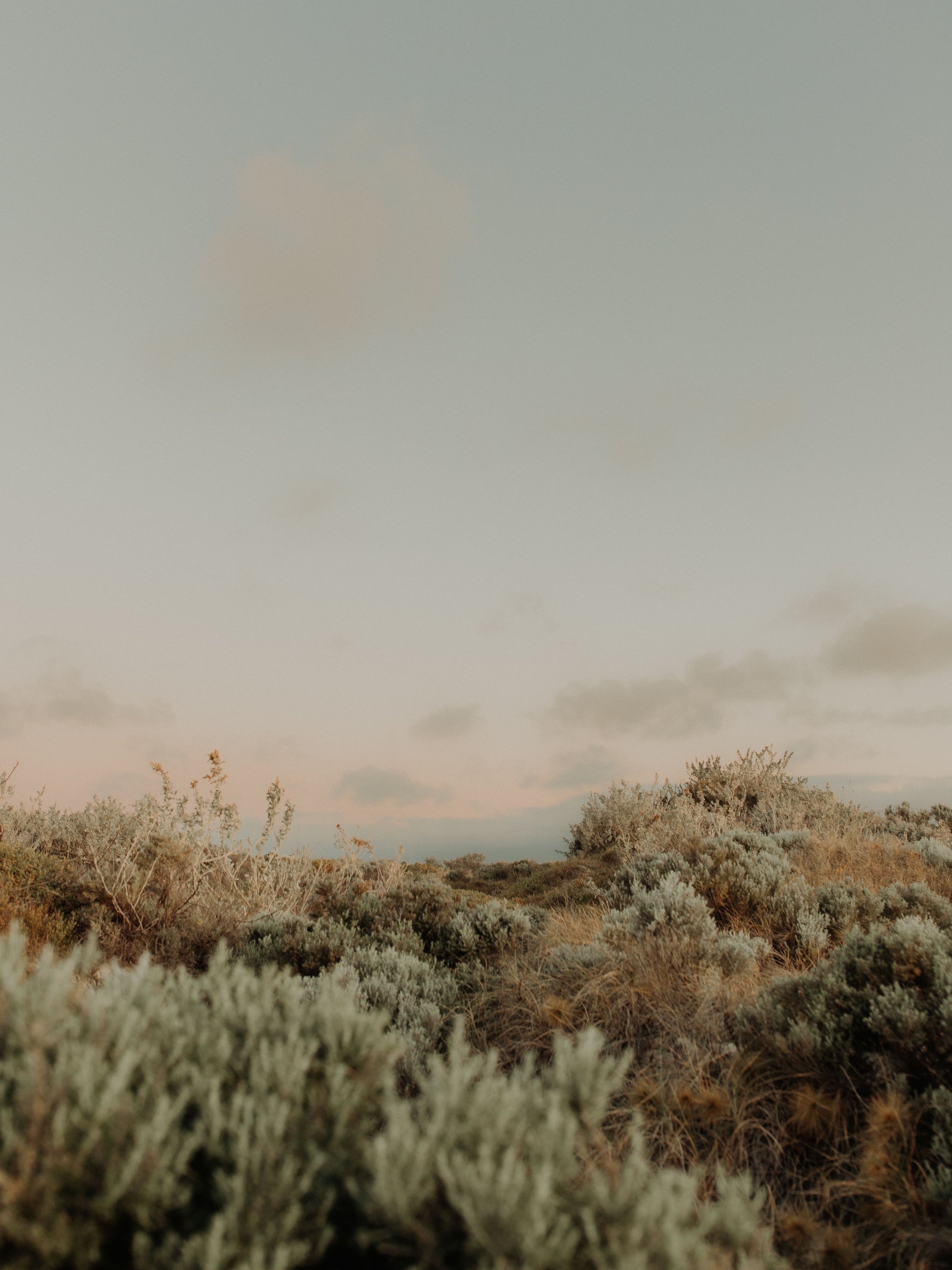 WILD HEART
