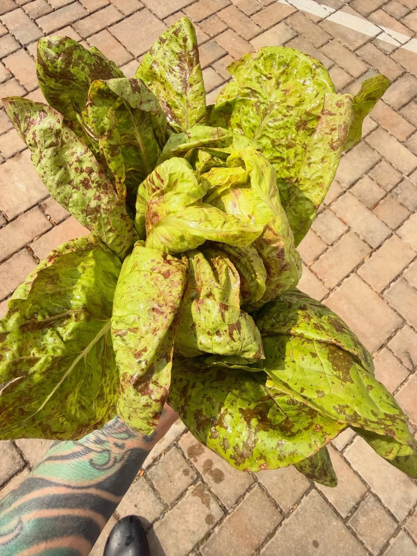 Just some of the amazing produce coming from our local farmers.  It&rsquo;s just going to keep getting better from here. 

Speckled Romaine
Chard
Strawberry Sweet Onions
Walking onions 
Greenbrier 
Red Buds and Wisteria 
Radicchio 
Dill