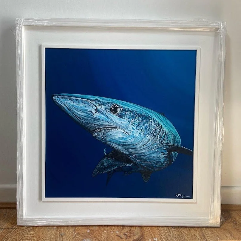 Blue Shark (sold)