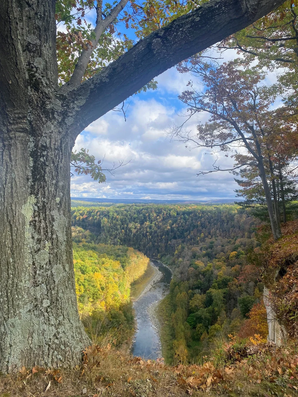 Letchwork Park Gorge with Tree.jpg