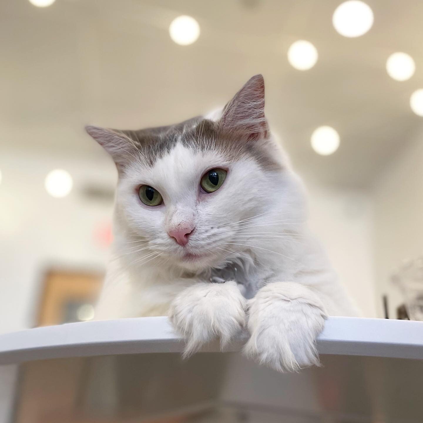 Y&rsquo;all. Valencia is STILL HERE!!!! 😭

Valencia has been with us at the cafe for over 4 months and is still waiting on her forever family. We just don&rsquo;t understand how such a beautiful, smart, loving, playful, and goofy cat could still be 