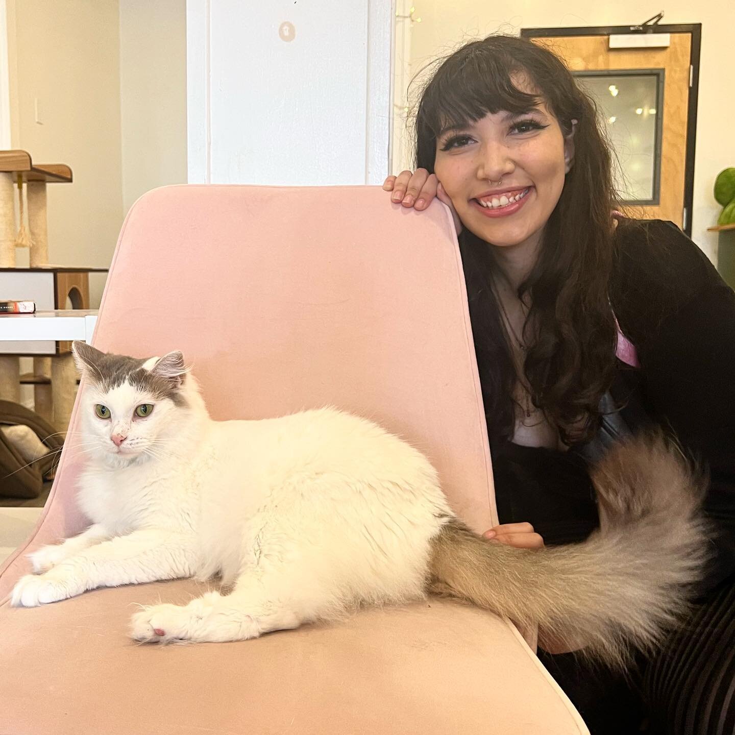 Charleston — Pounce Cat Cafe