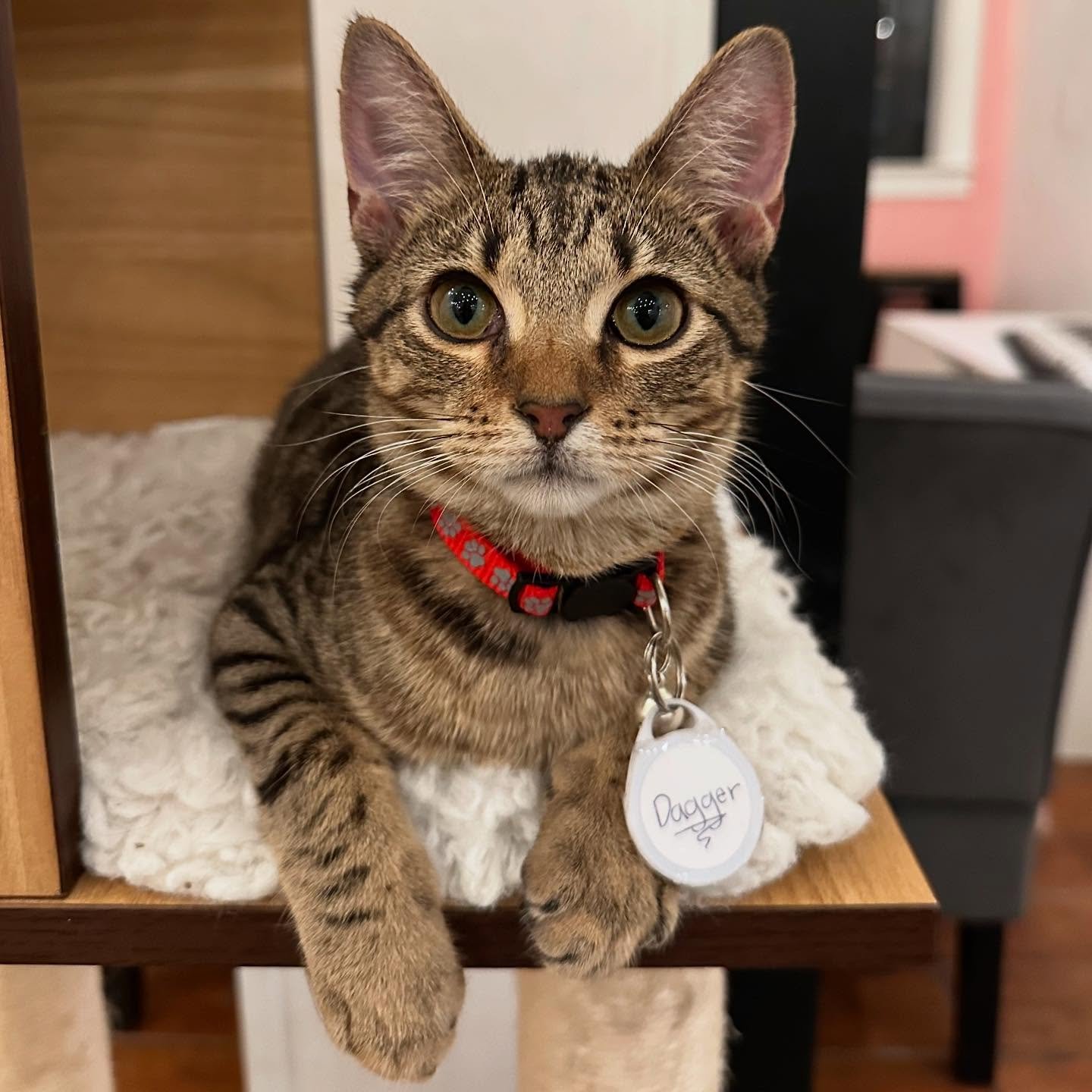 🚨NEW KITTIESSSS!!!!🚨

We have 4 new cats in the lounge and they are all SO sweet - 2 of them have even found their forever homes already! 😻😻

1) Dagger, male, 6 months old
2) Carver, male, 4 months old
3) Juno, female, 1.5 years old, adopted!
4) 