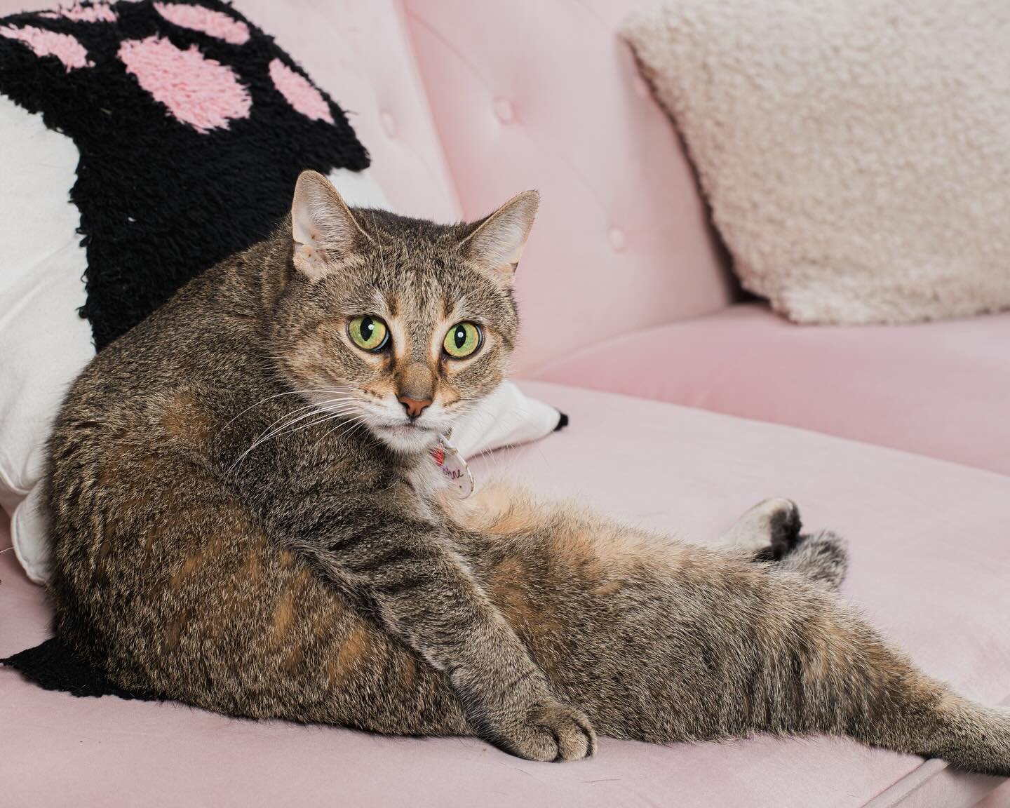 Daphne might not be our most photogenic cat but she&rsquo;s definitely one of our cutest 😹😻