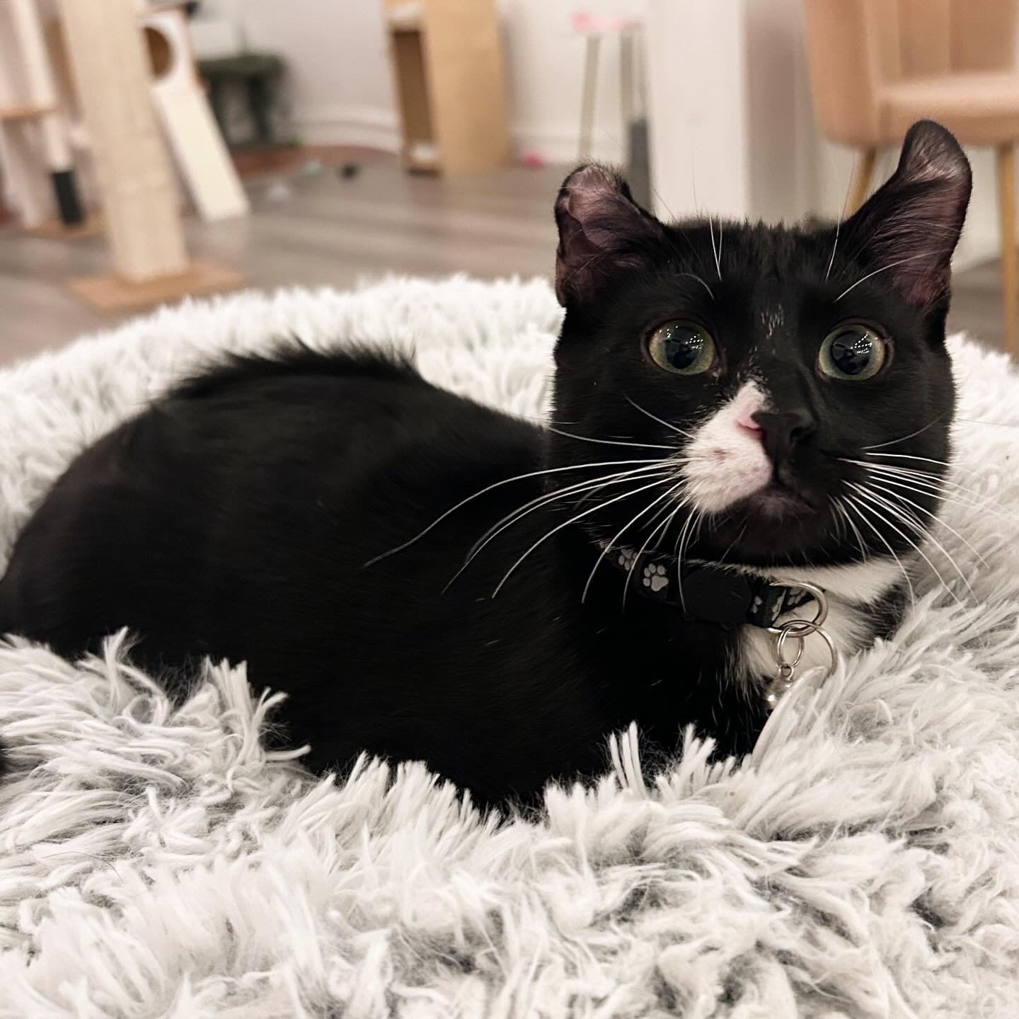 Baxter has the cutest little face and even cuter EARS!!! 😻 We&rsquo;re obsessed with those curly ears, big eyes, and goofy personality!

Baxter is about 6 months old and is a total sweetheart! He loves to run &amp; play with the other kitties, and h