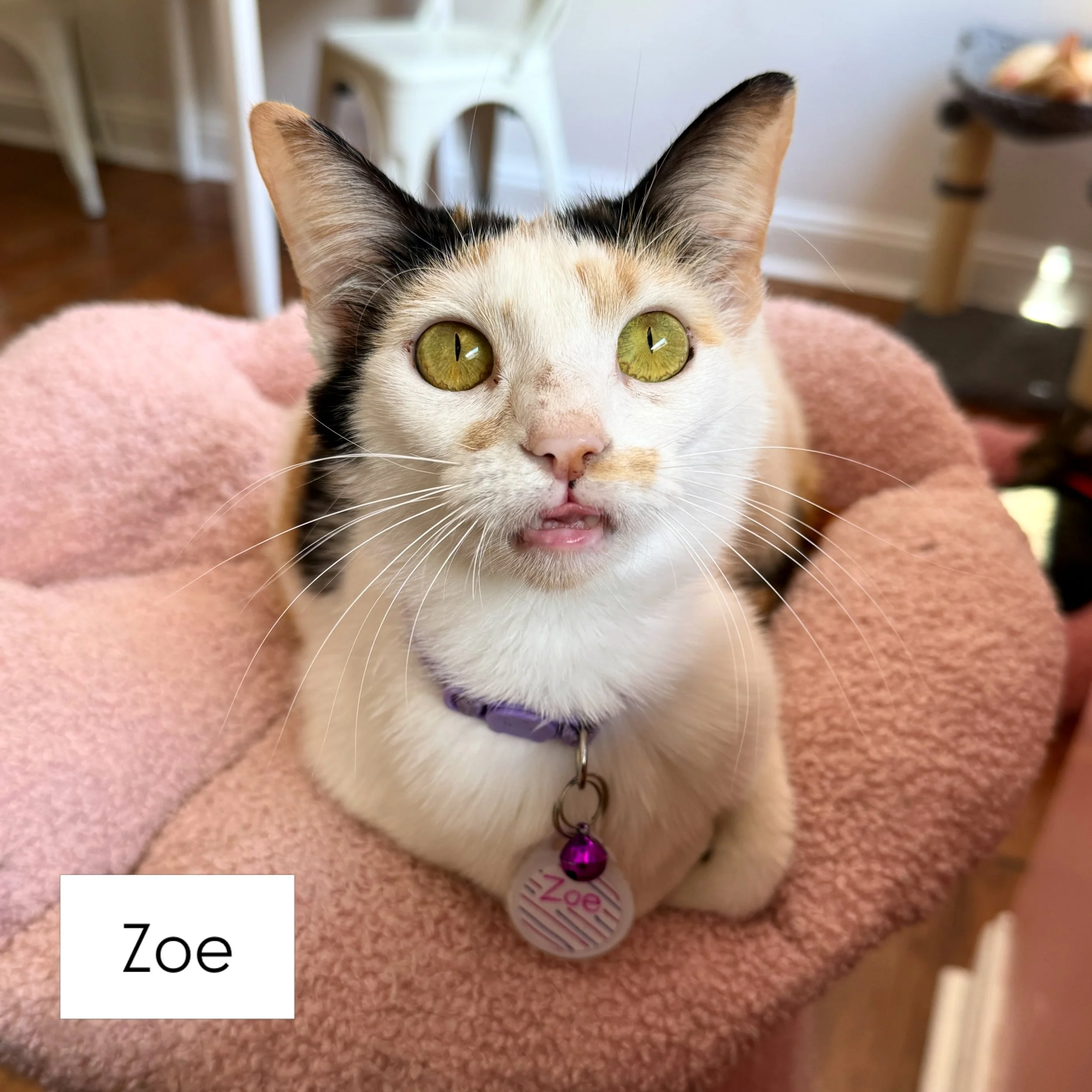 🚨 NEW CATS ALERTTTTT 🚨

We just had 7 new cuties arrive in the cat lounge and they are all SO sweet! They are all looking for their forever families, so be sure to book a visit soon to come meet them 😻