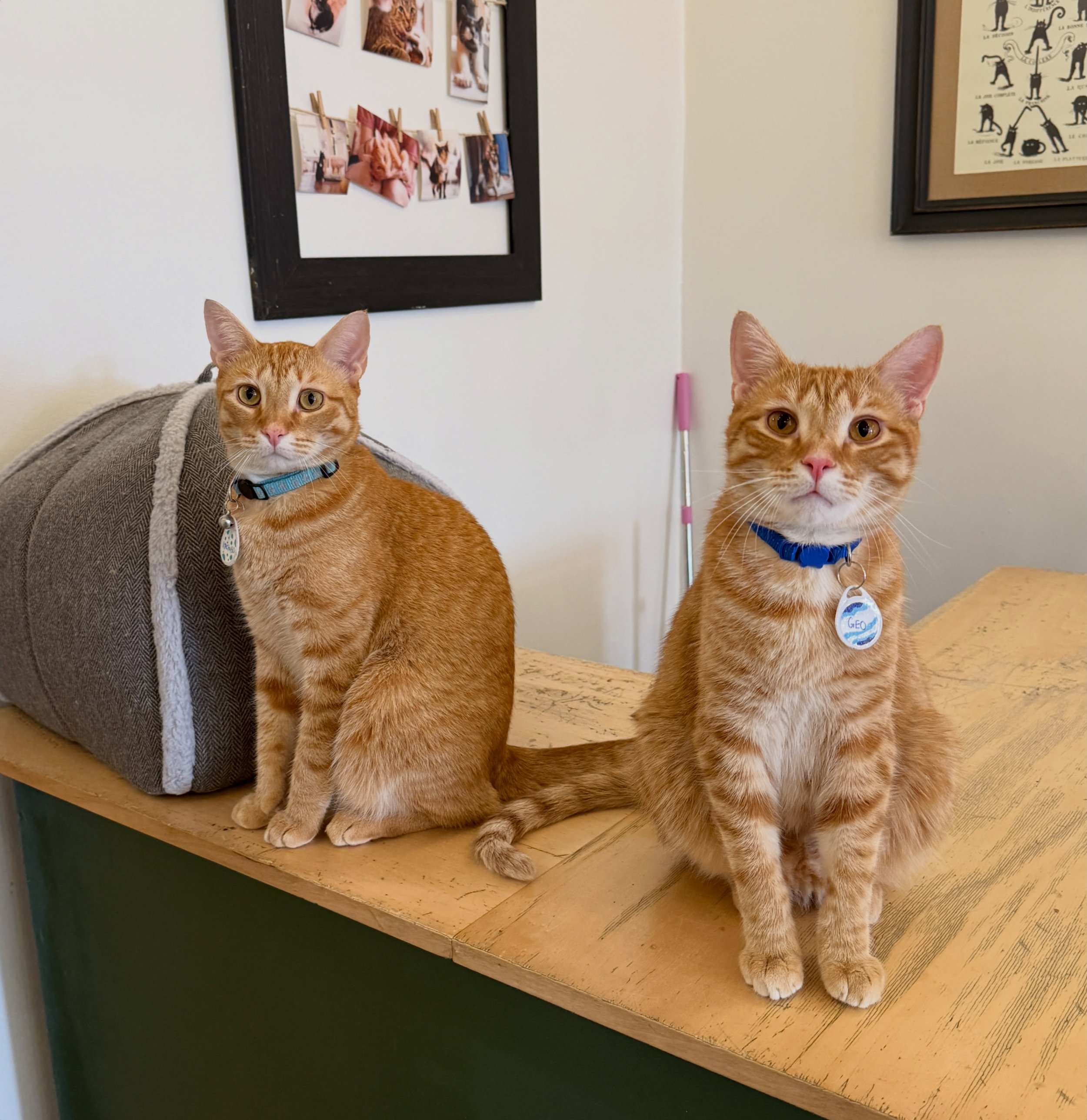 ✨photo dumppppp✨

June has been a chaotic month full of adoptions, laughter, and lots of orange cat energy. We will be open all weekend long for kitty cuddles and coffee, so be sure to book your visit online soon to come see us!! 💕