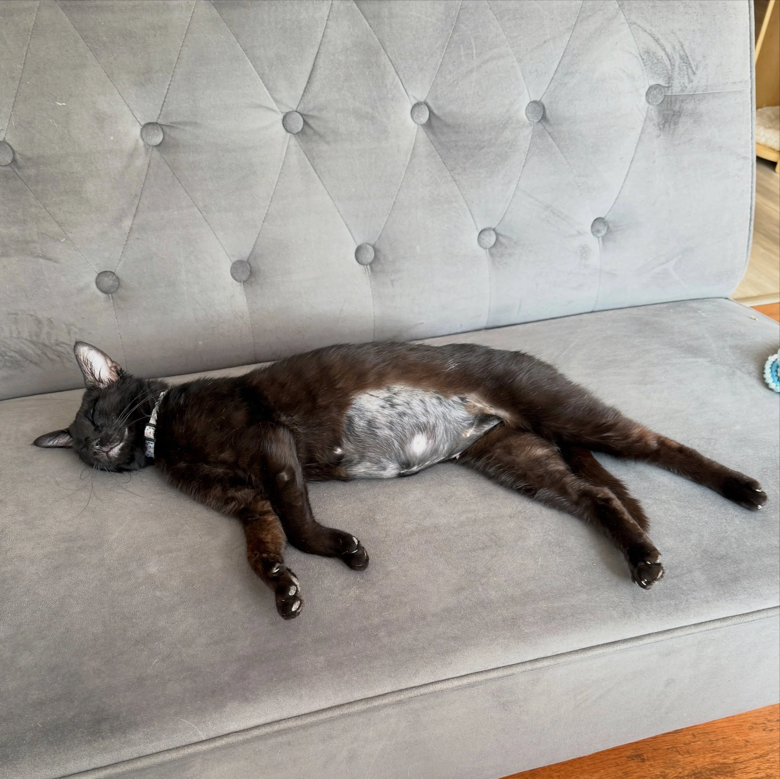 If there&rsquo;s one thing about Darling, it&rsquo;s that she loves to show off that cute little spayed belly 😹😹