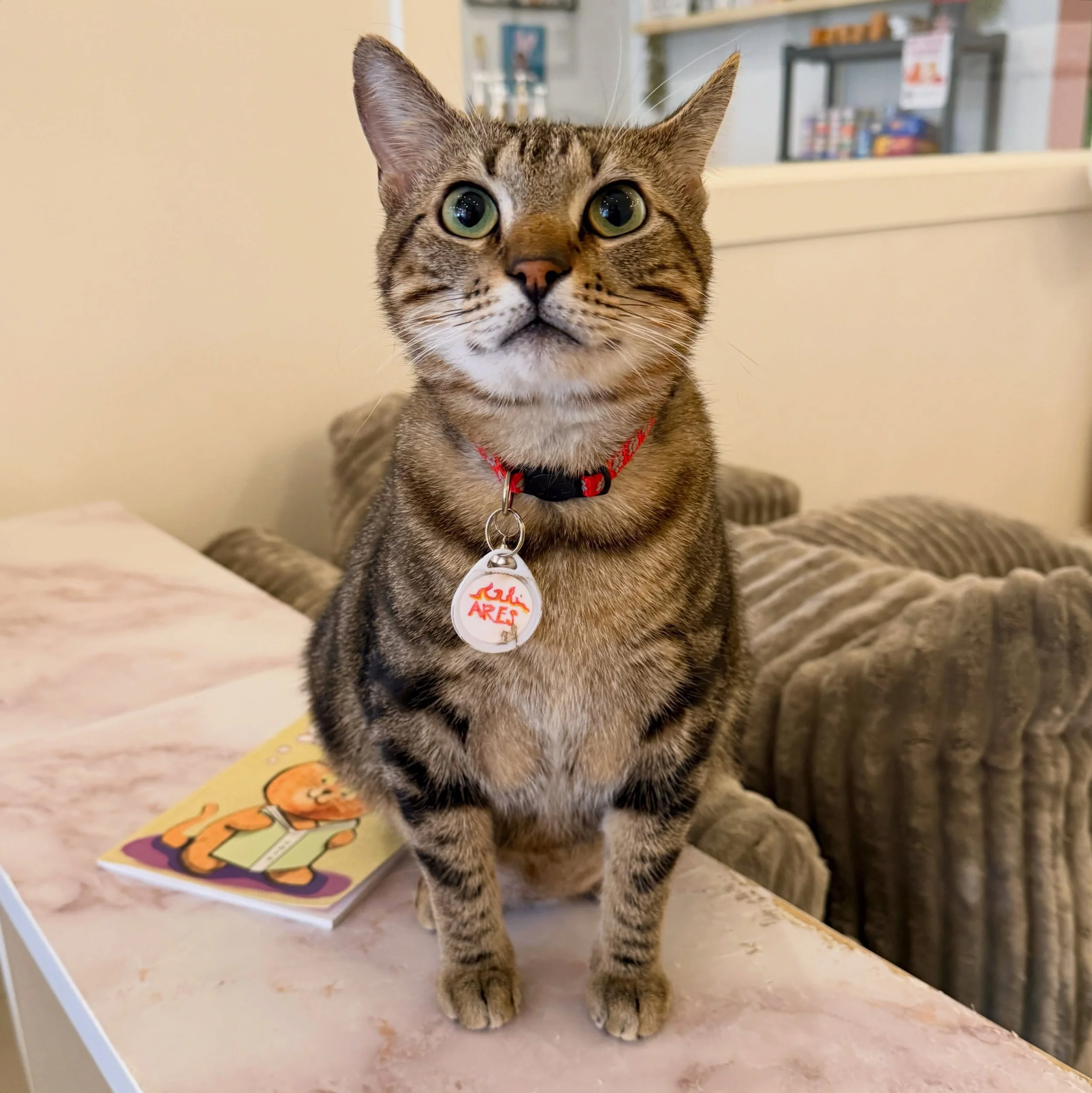🚨WE HAVE A BIRTHDAY IN THE HOUSEEE!🚨

Everyone wish this sweet, chonky man the happiest of birthdays! 😻 Ares is our current longest resident, and the ultimate birthday gift would be to find his forever family! He has been with us for 3 months and 