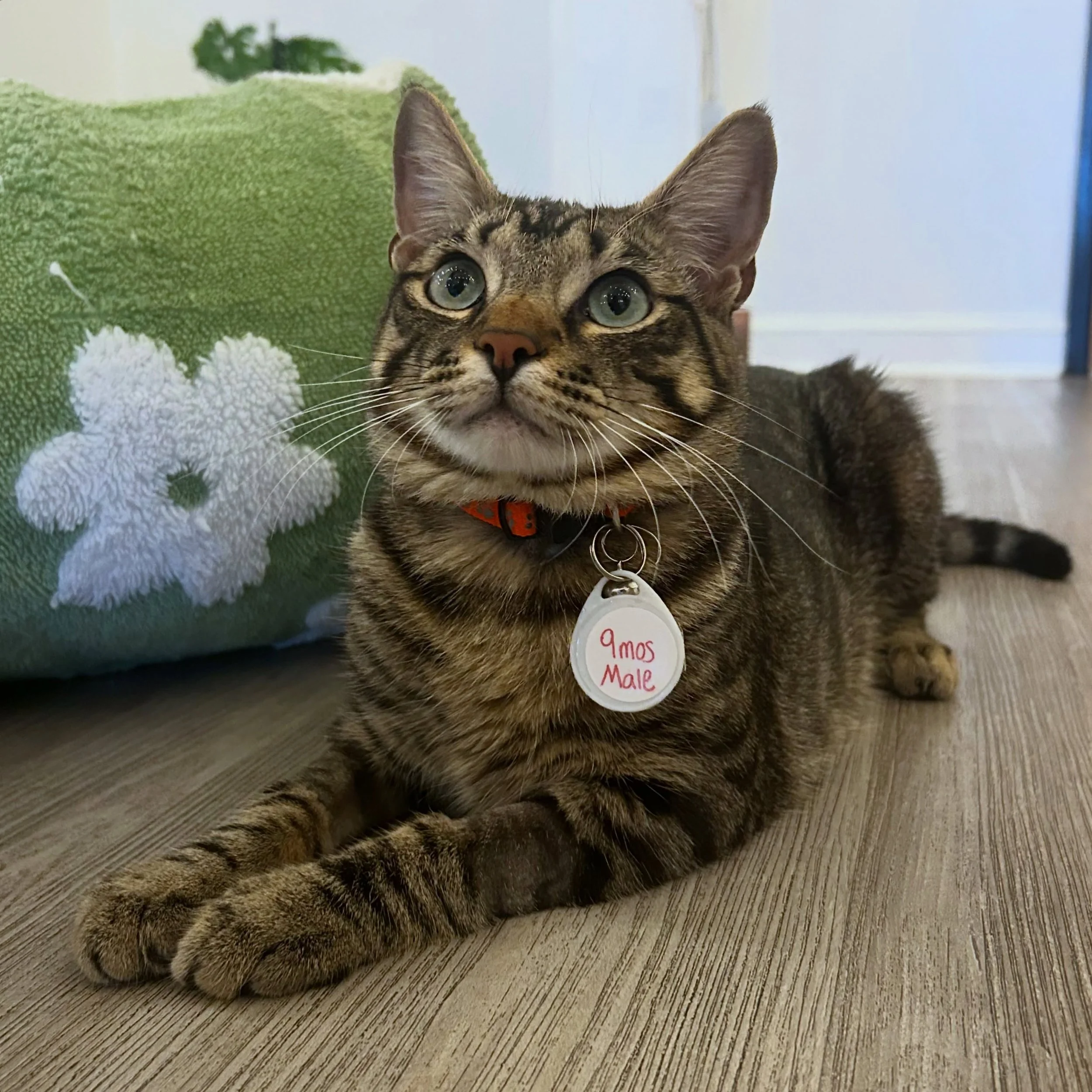 We got new kitties today!!!! 😻❤️

Meet Tigger (9 month old male), Piglet (9 month old female), and Oliver (9 month old male)!! These cuties just arrived less than 2 hours ago and they have already made themselves right at home in the cafe! These swe