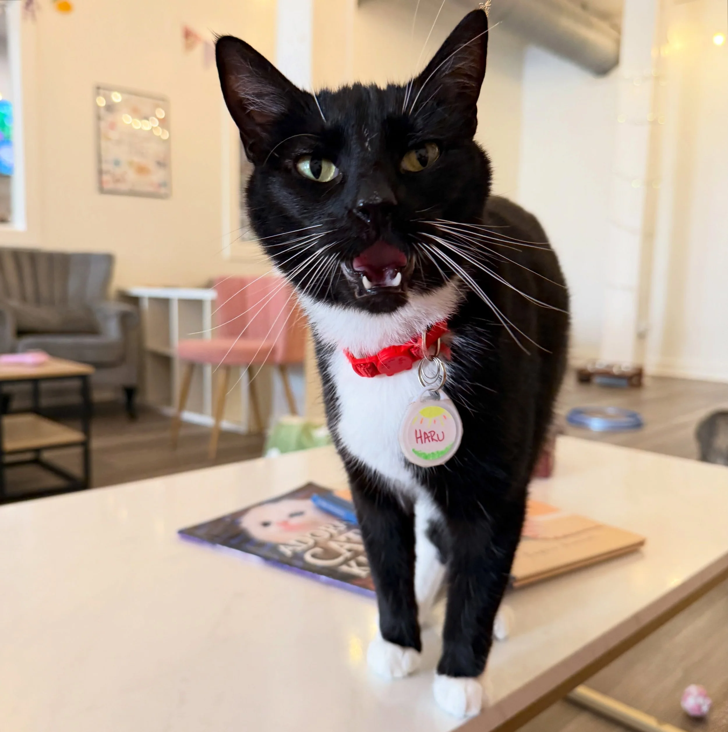 Haru is the prettiest girl with the biggest mouth in the south 😹 she always has SOMETHING to say and lots of big opinions. If you&rsquo;re looking for a BFF who will yap with you all day long, Haru just might be your gal! 💕
