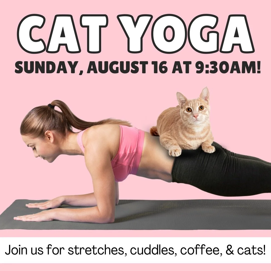 Join us for big stretches and even bigger cuddles THIS SUNDAY!!!! 😻🙌

End your weekend with a relaxing morning filled with stretching, coffee, and cats! Tickets for cat yoga are $25 and include a 45 minute cozy flow class plus 30 minutes of kitty c
