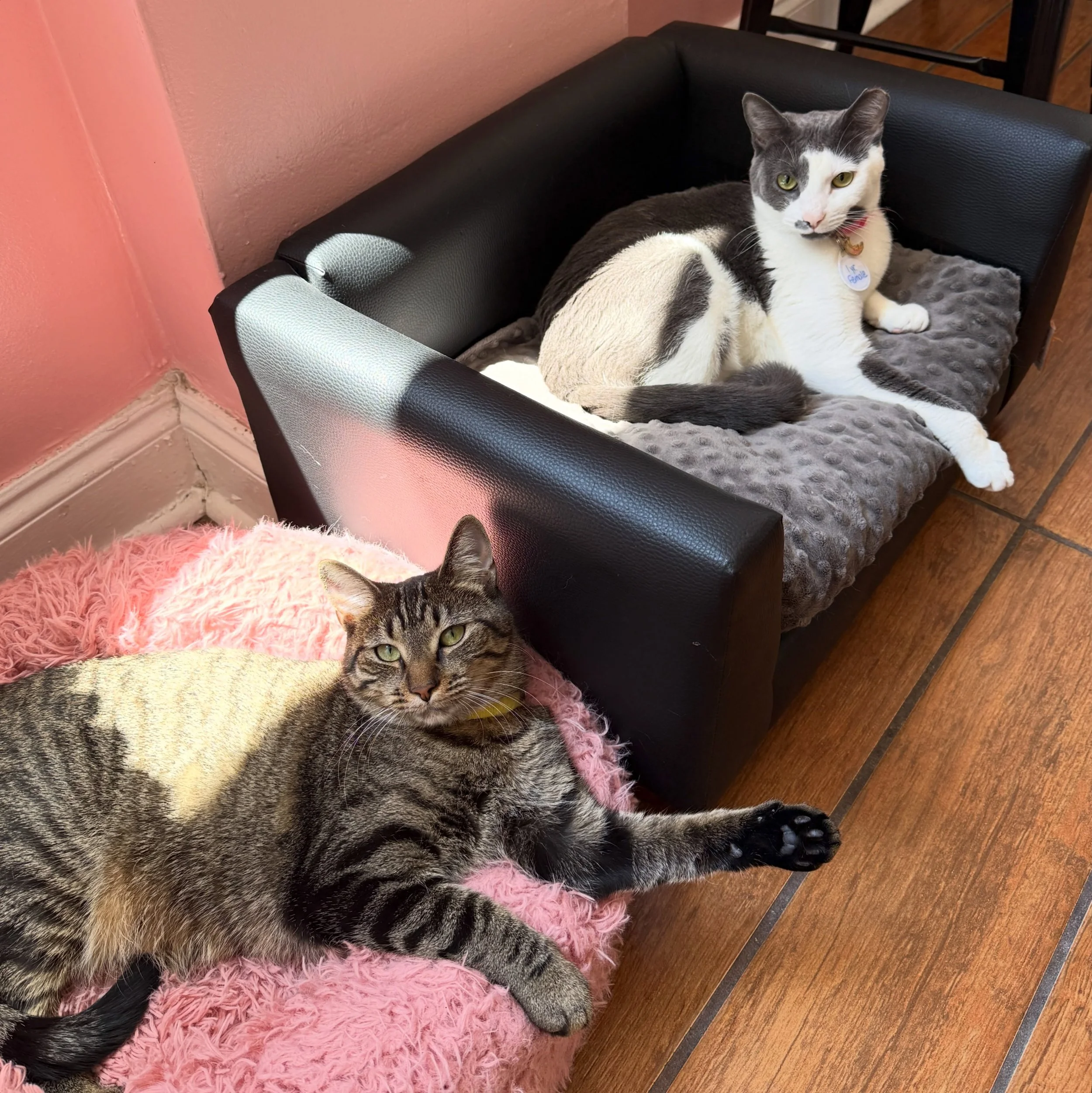 🚨BFF ALERTTTT🚨

Over the past few months, we have watched the cutest little friendship blossom between September and Moonly, and now they are completely inseparable! 😻

If you have visited the cafe recently, you have probably gotten to meet these 