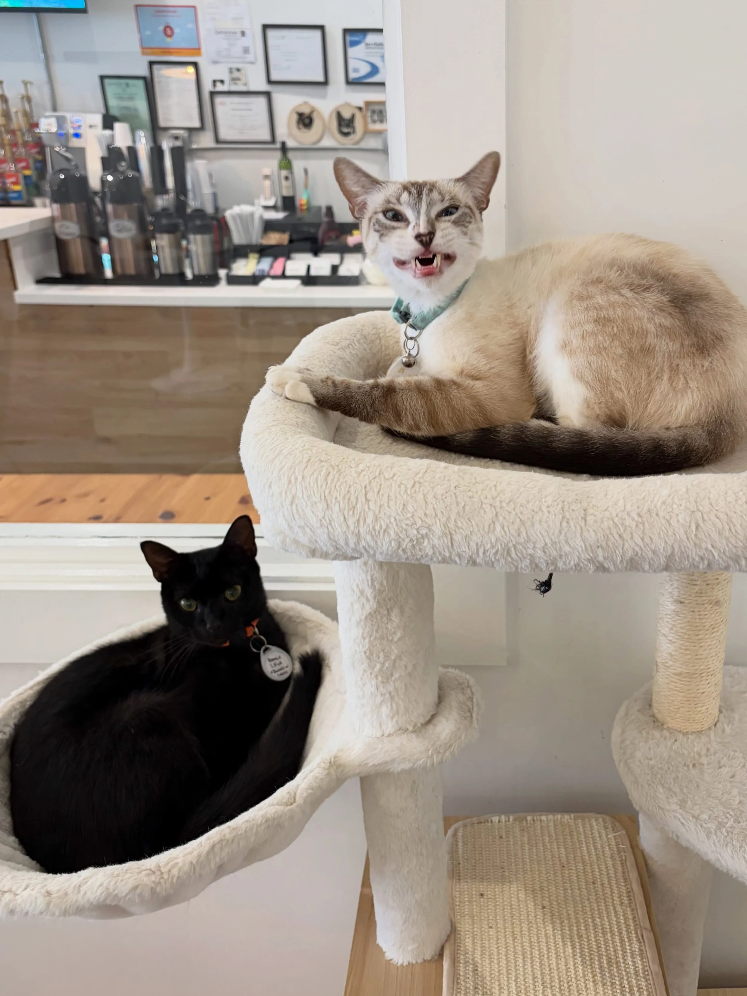 Happy Friday from our little weirdos! 🤪

We will be open for regular hours the entire 3 day weekend for all of your kitty &amp; coffee needs! See ya soon 💕