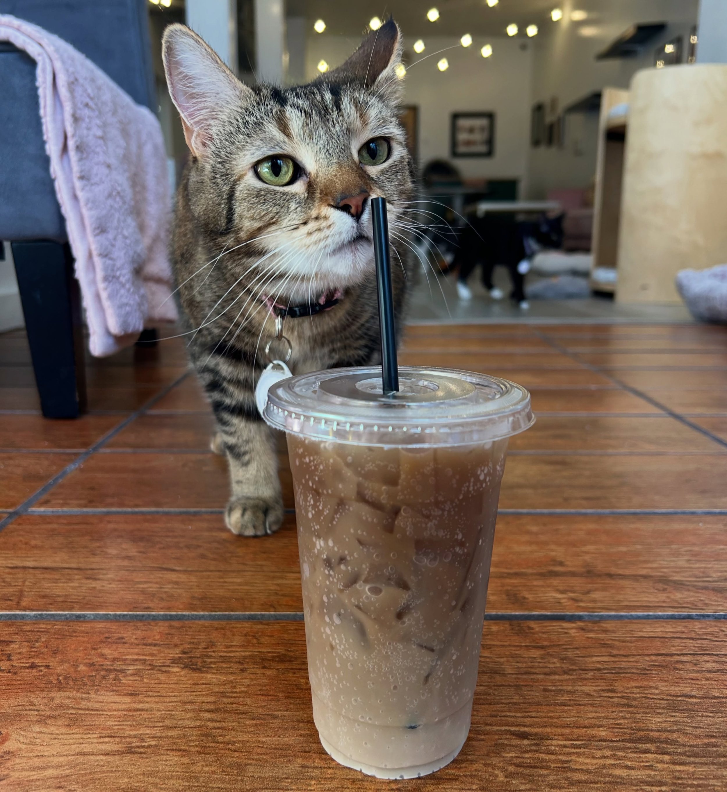 There&rsquo;s only a few more days left to try our spooky dirty sodas before we introduce our new holiday menu!! Fawn&rsquo;s personal favorite is the Toasty Tabby, which one do you want to try?! 🎃