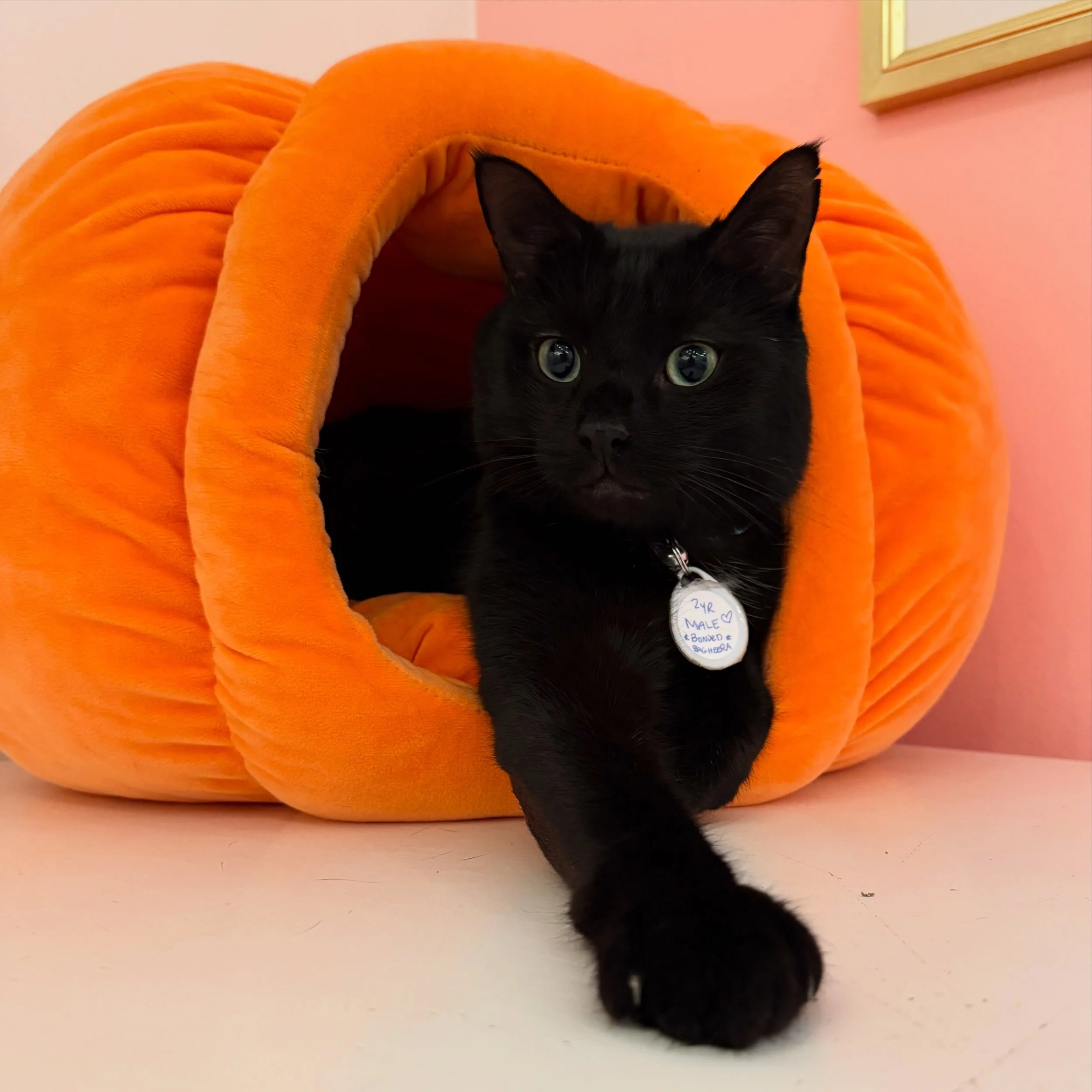 Happy National Cat Day from our little cuties to yours! Drop your best cat pics in the comments ⬇️