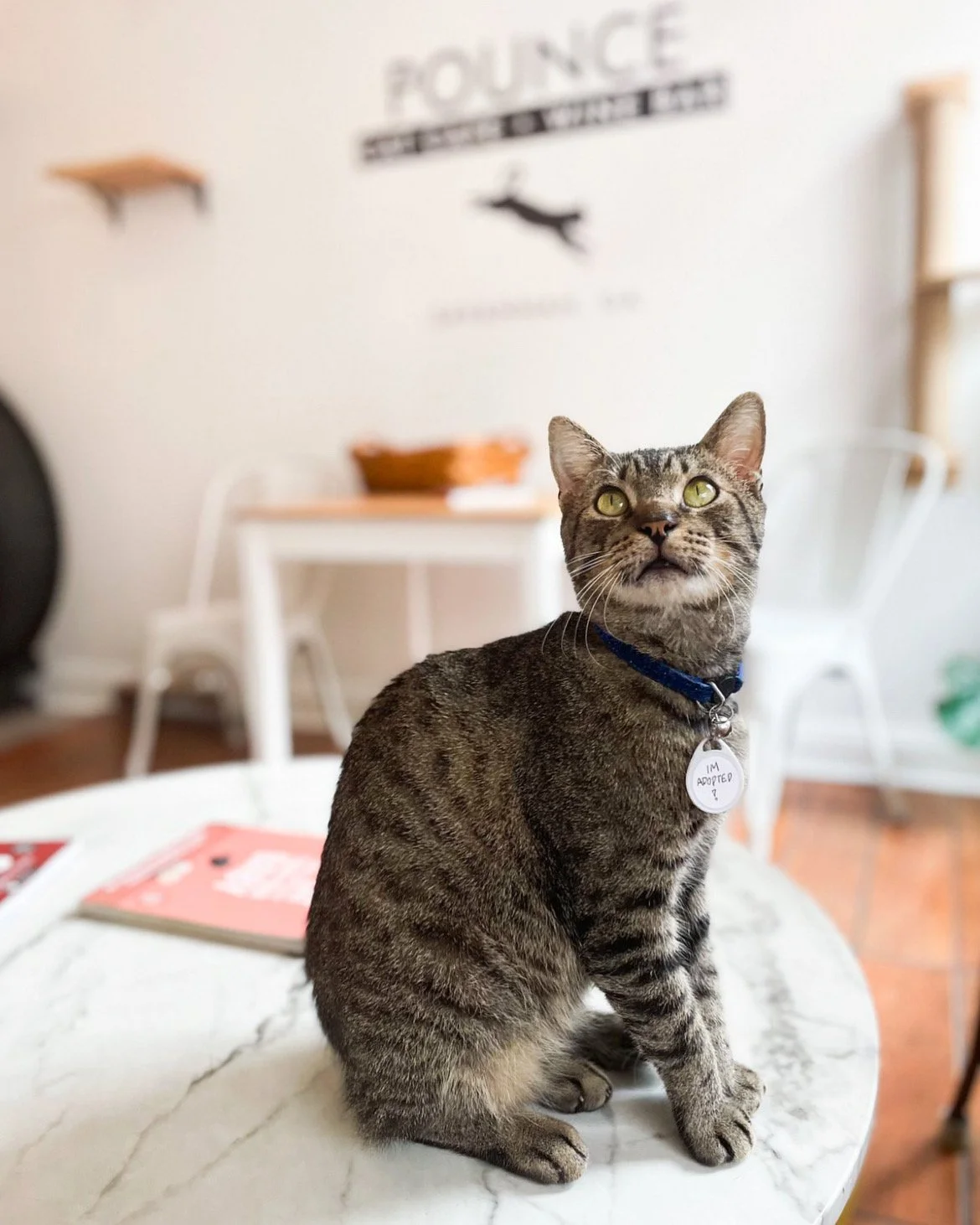 Savannah — Pounce Cat Cafe