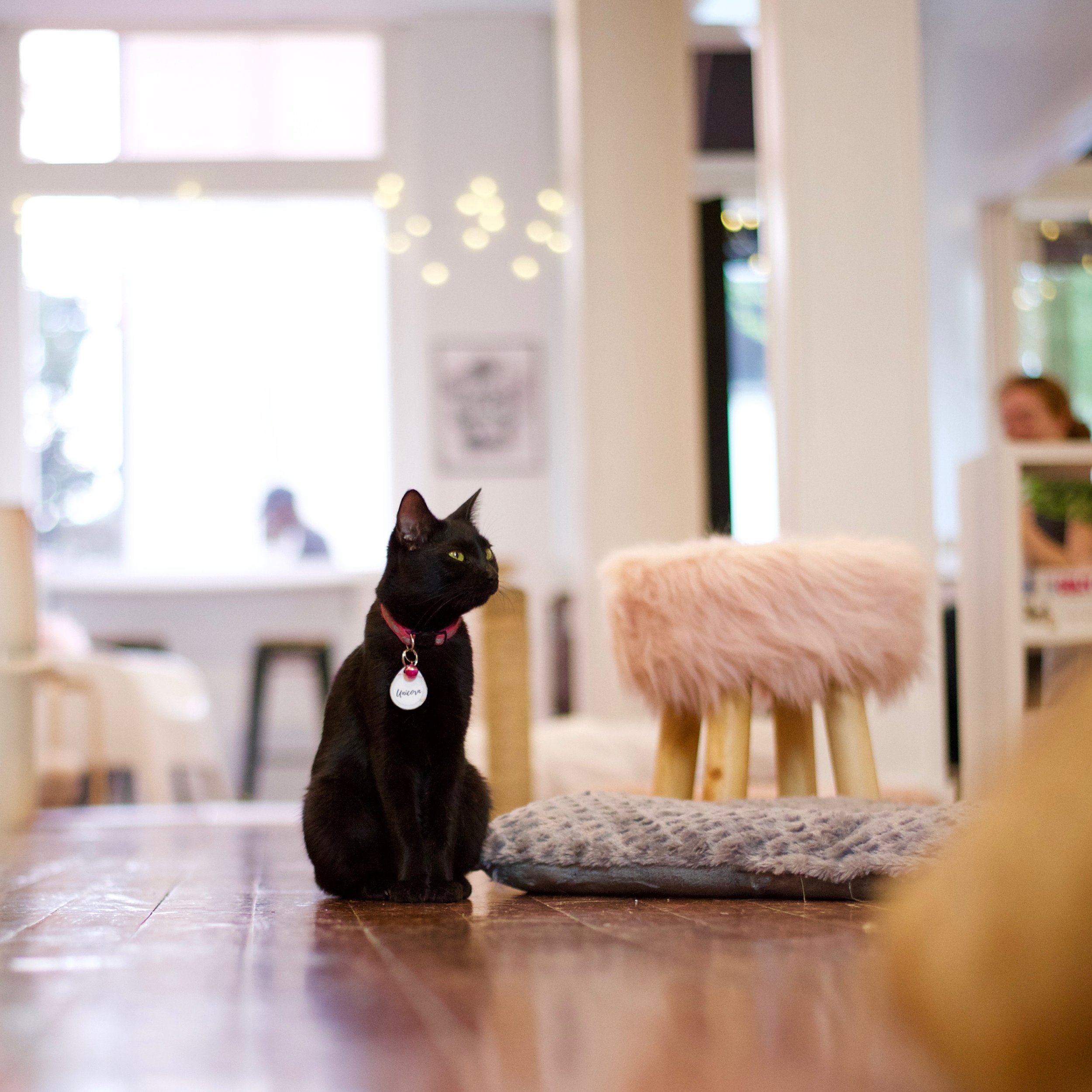 The Feline Good Cat Cafe Is Opening Soon… And They're Hiring!