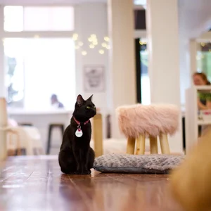 Pounce Cat Cafe photo