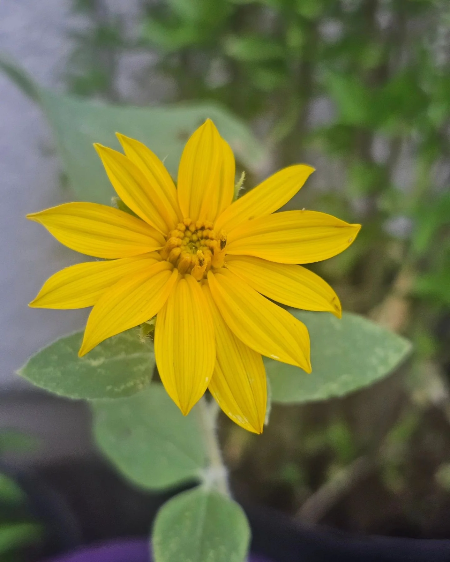 Small and cutesy🌻

##blackgirlplants ##blackgirlgarden ##blackgirlpottedplants #pottedplants #pottedgarden ##pottedsunflower #mammothsunflower #sunflower