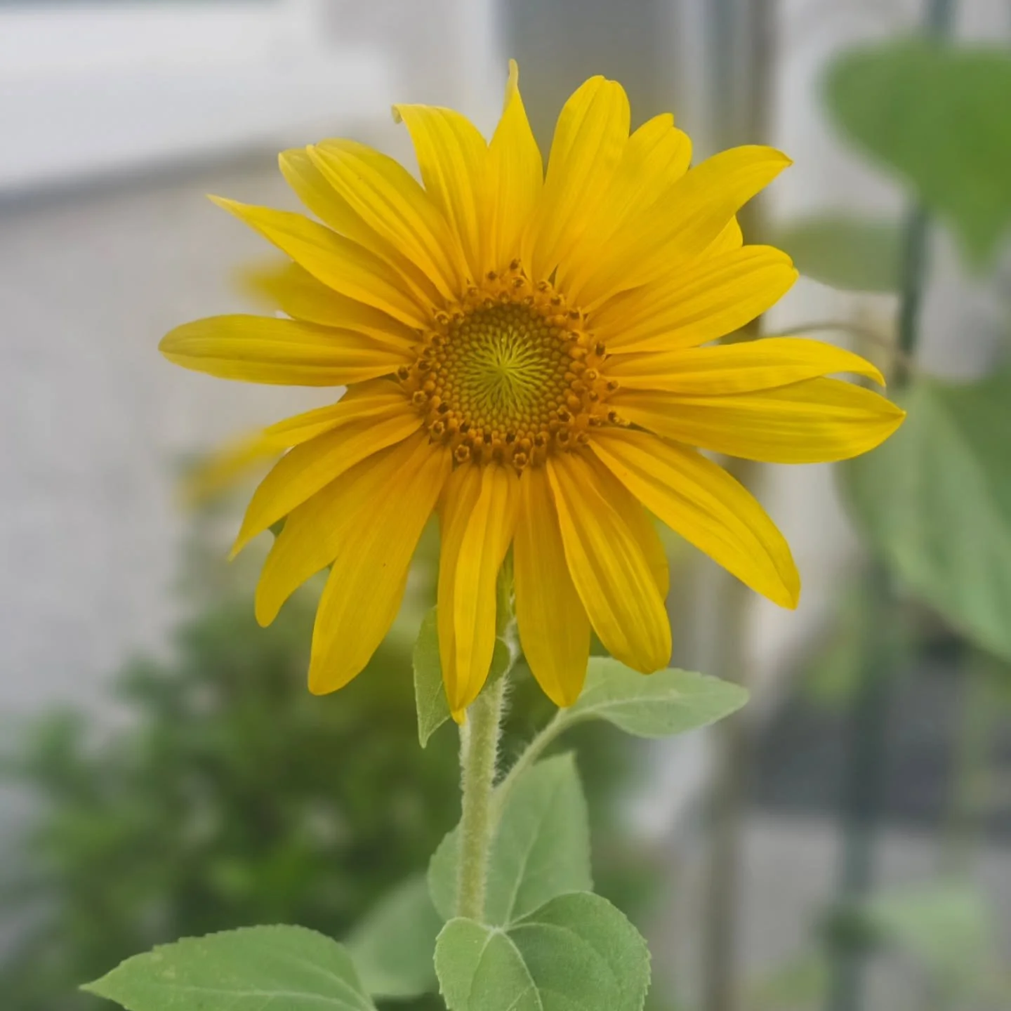 Another bloom 🌻

#blackgirlplants #blackgirlgarden #blackgirlpottedplants #pottedgarden #pottedsunflowers #pottedplants #sunflower