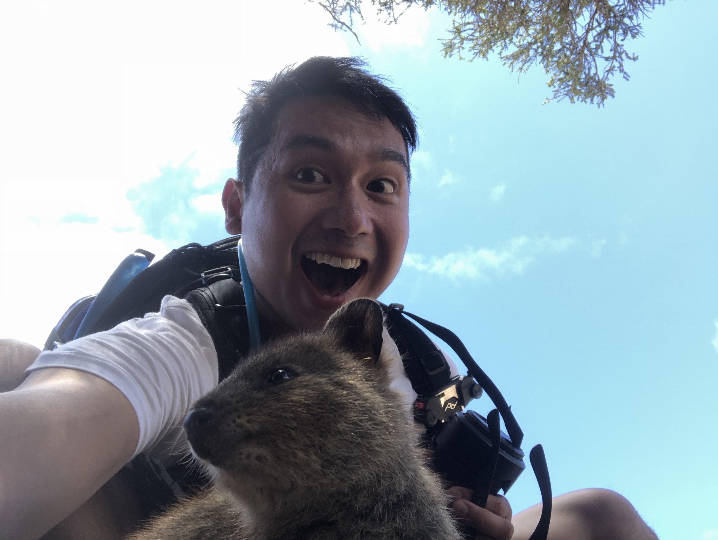 Quokka Hunting at Rottnest Island