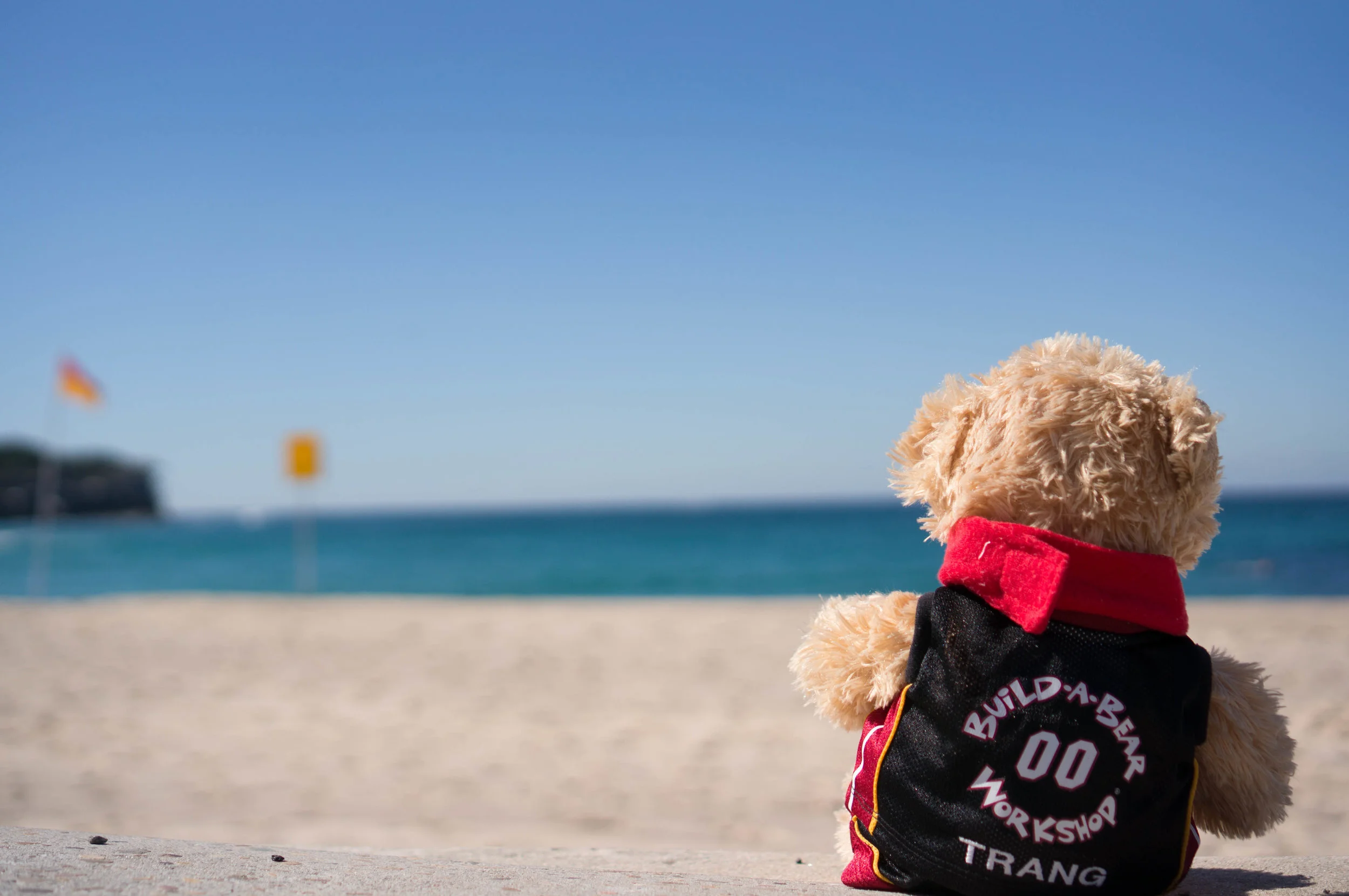 A bear at the beach