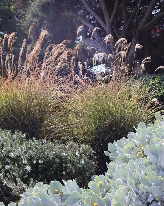 Great spring photo of a garden in Swanbourne, front line coastal with a mature transplanted Rottnest Tea Tree in the backdrop @grow_horticulture