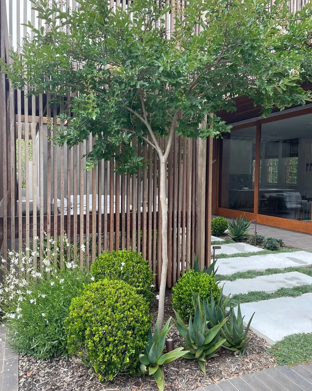 Site visit to this special garden today, 3 months after planting and settling in well. 
The brief was to extend the garden as the owners wanted a better connection to the outdoor. 
There are a few places to rest outside including this lounge setting,
