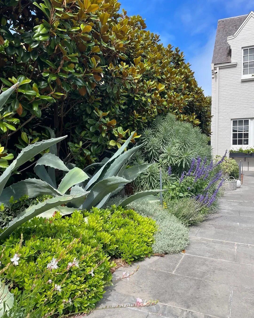 Dropped in to this garden installed 2 years ago. Mix or perennials / ornamentals and succulents.