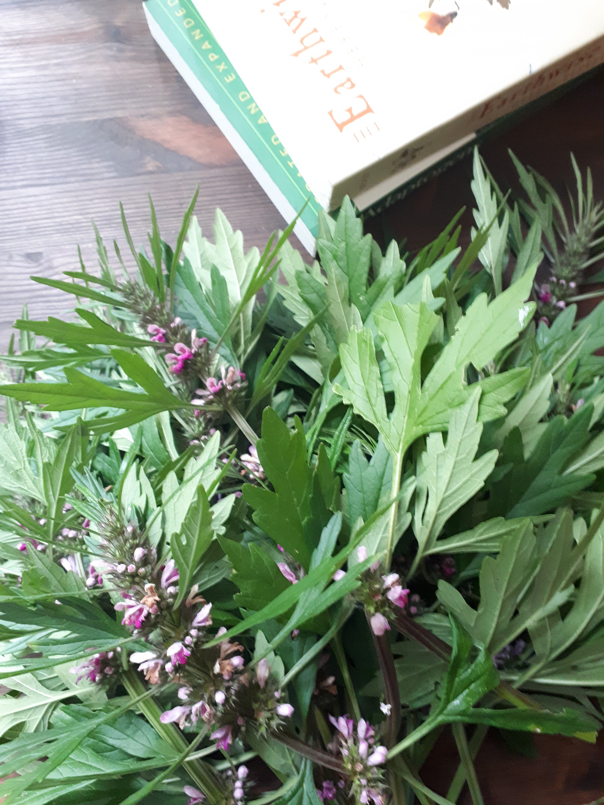 Motherwort