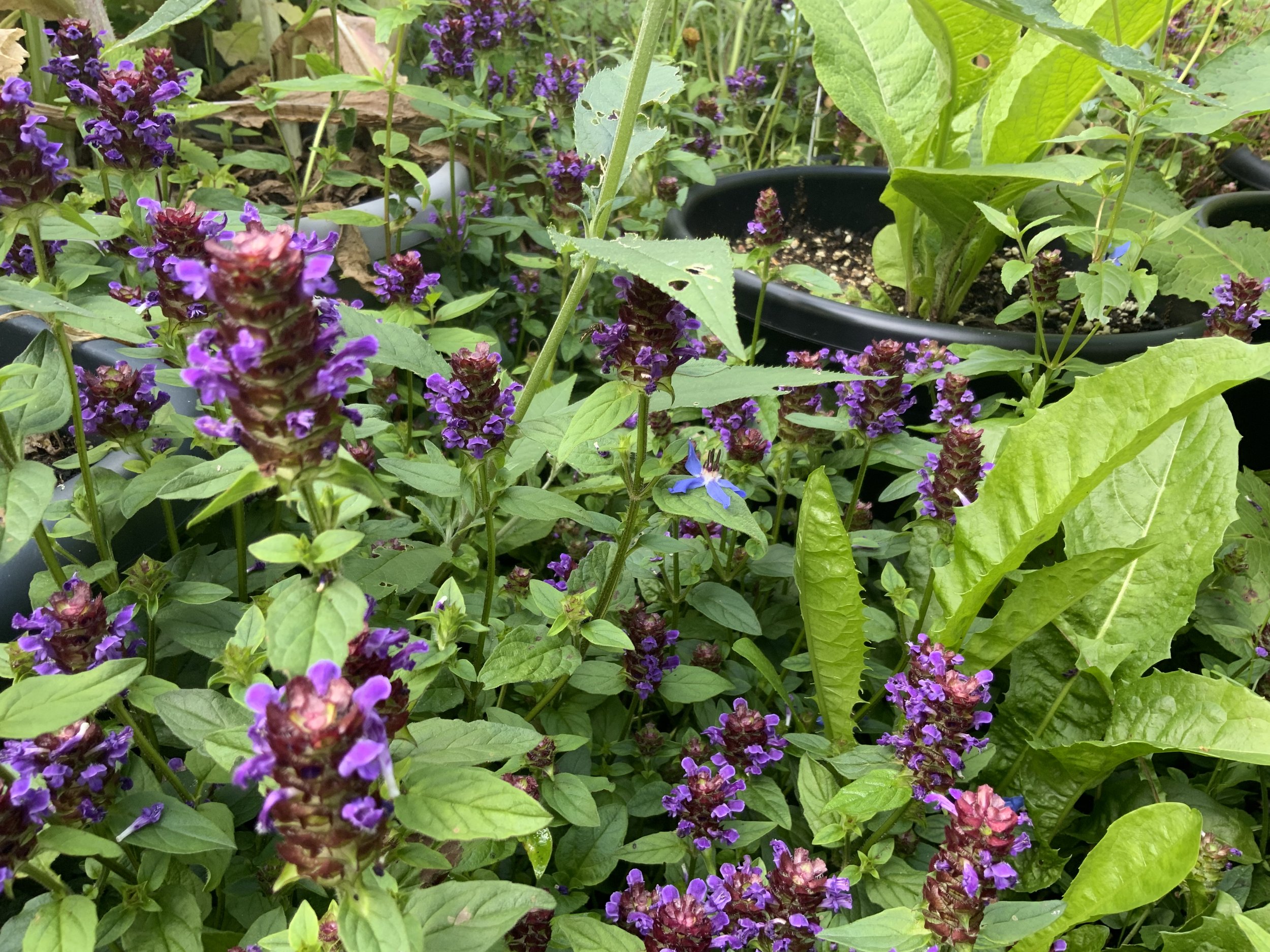 Selfheal