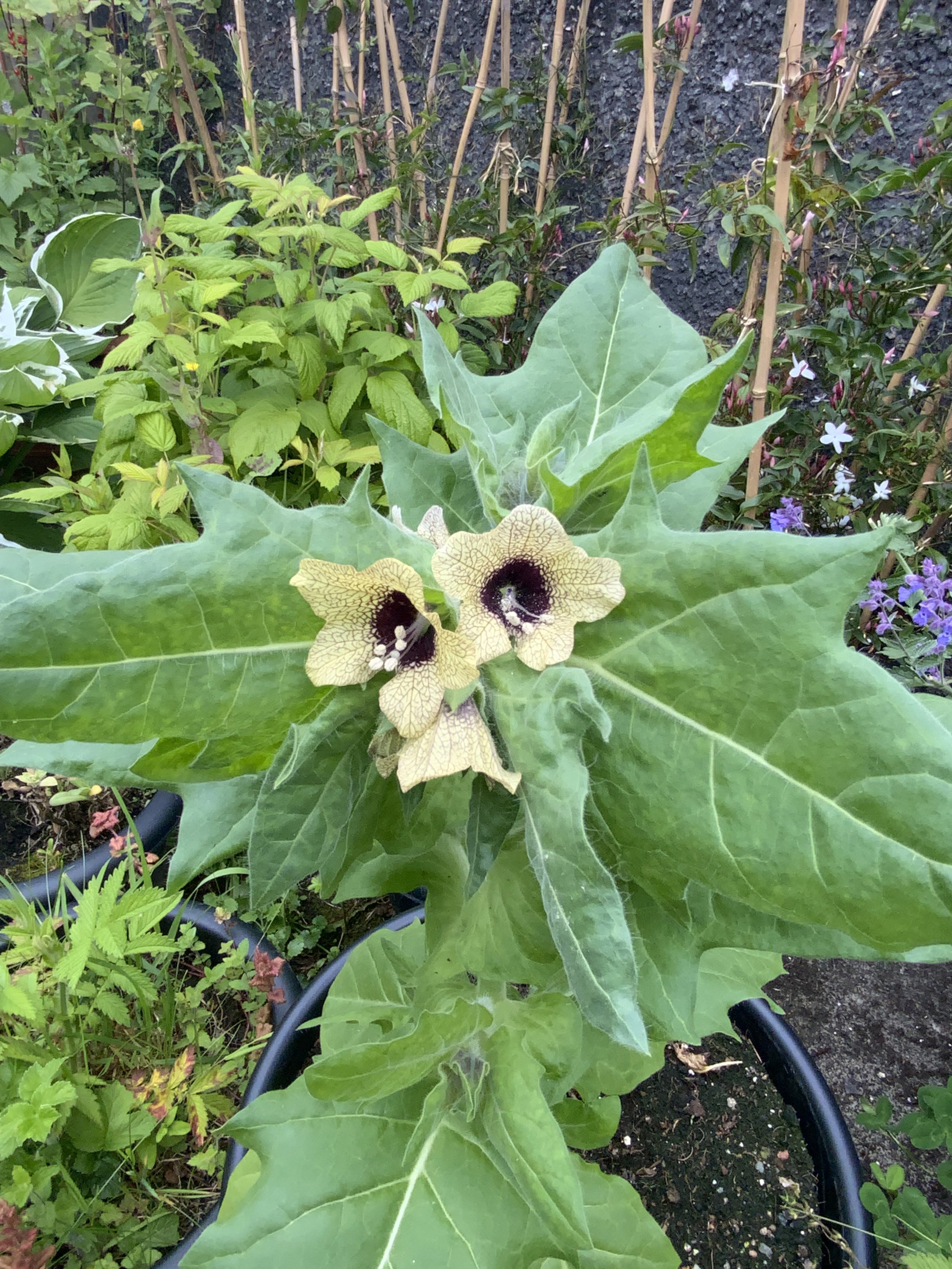 EarthSmoke Garden