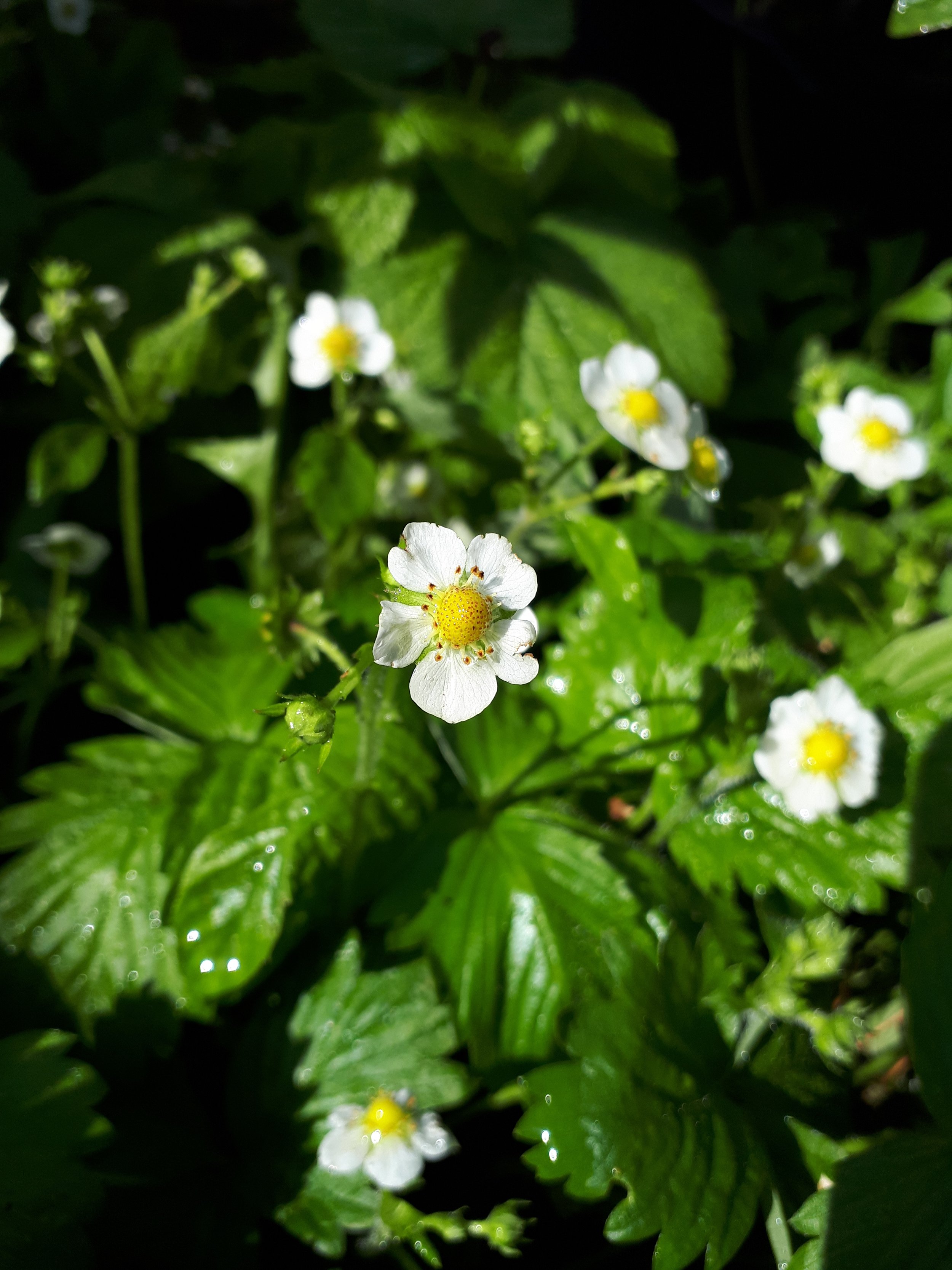 Wild Strawberry
