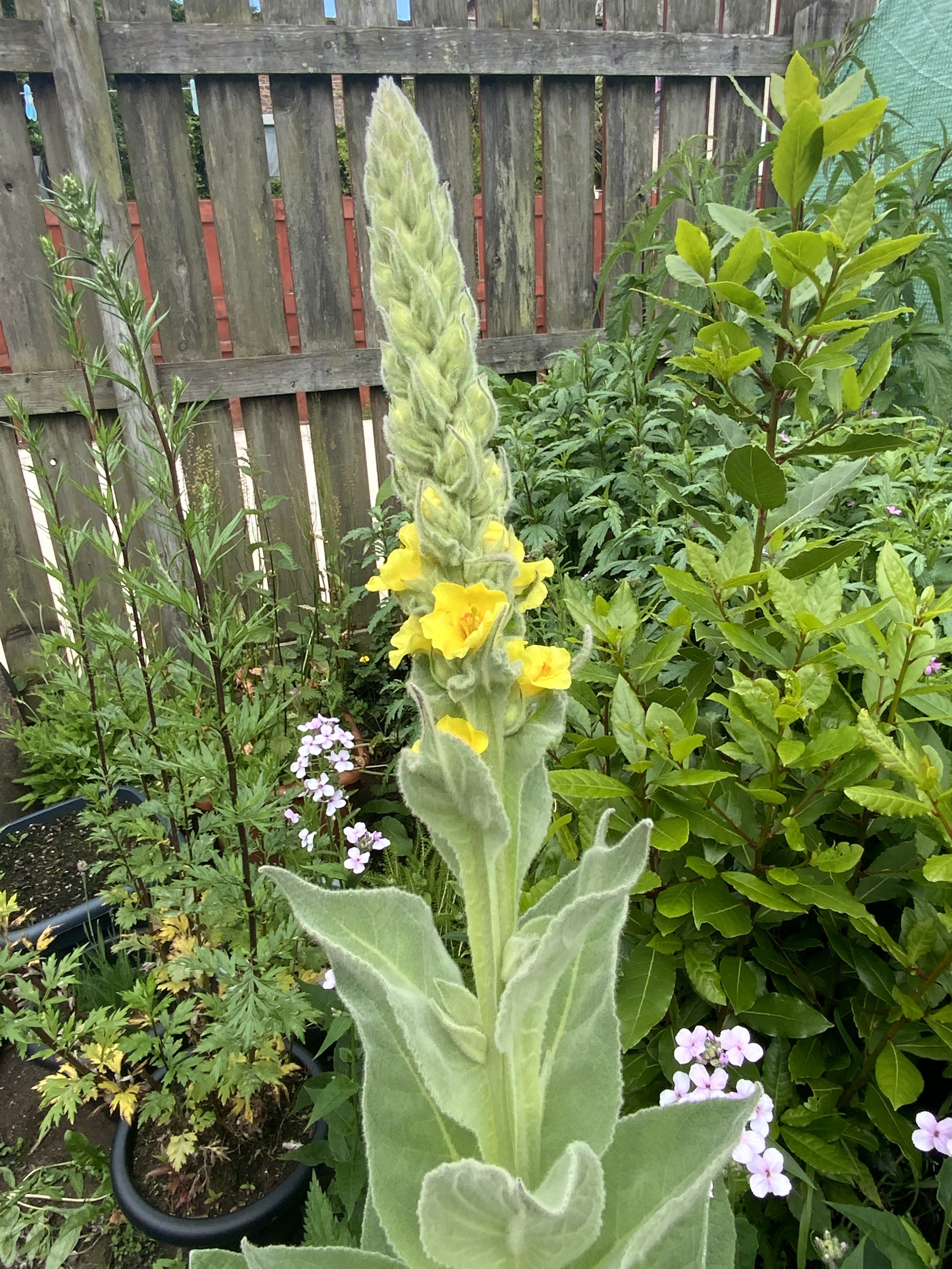Mullein